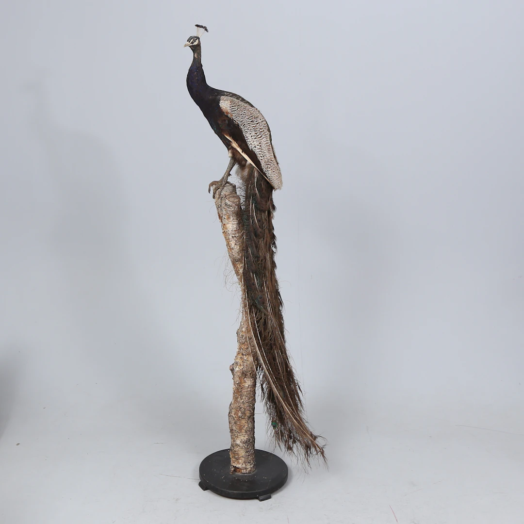 TAXIDERMI, Påfågel, på trädstam, sannolikt 1900-talets början.