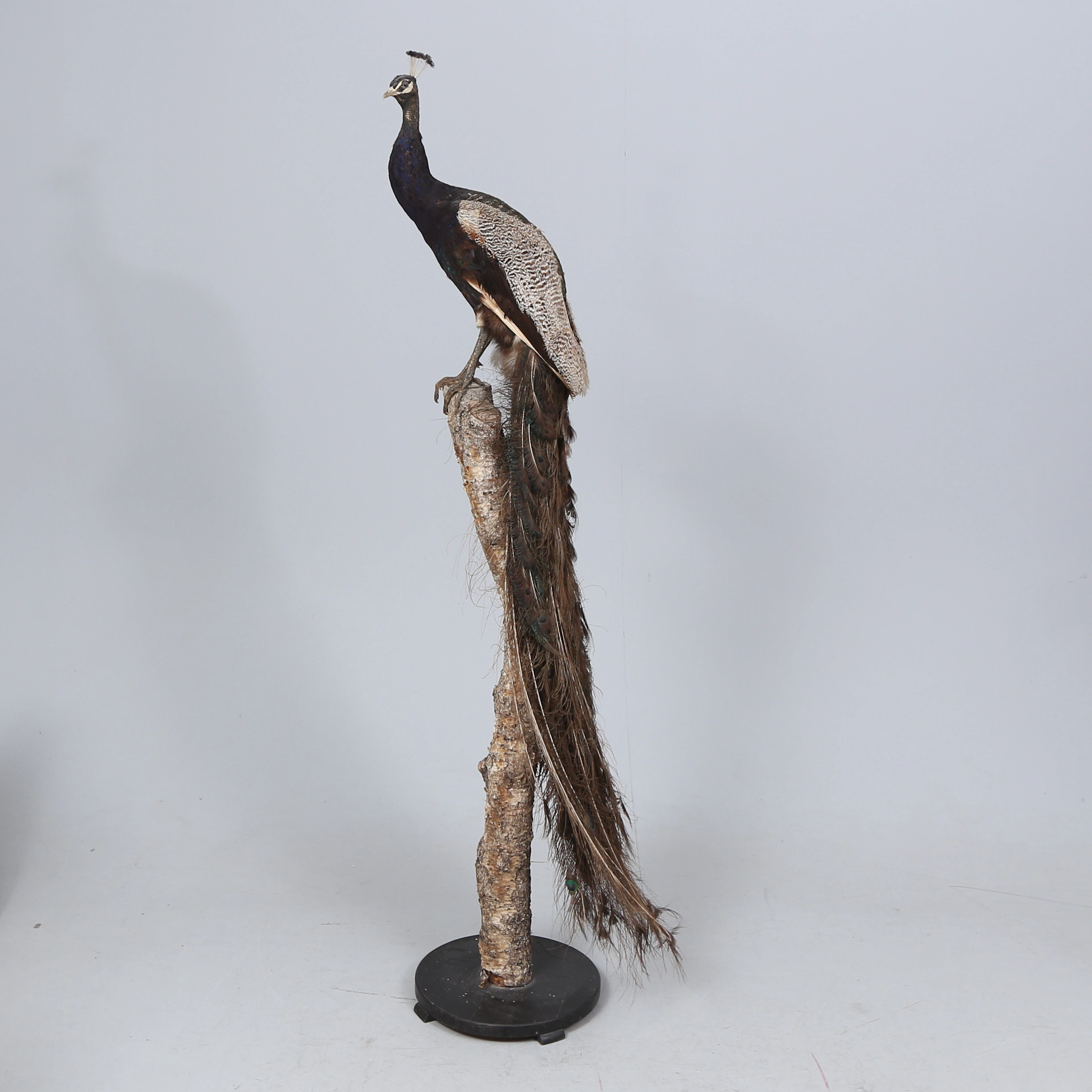 TAXIDERMI, Påfågel, på trädstam, sannolikt 1900-talets början.