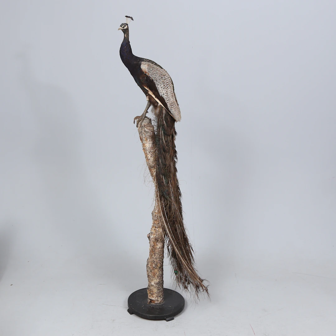 TAXIDERMI, Påfågel, på trädstam, sannolikt 1900-talets början.