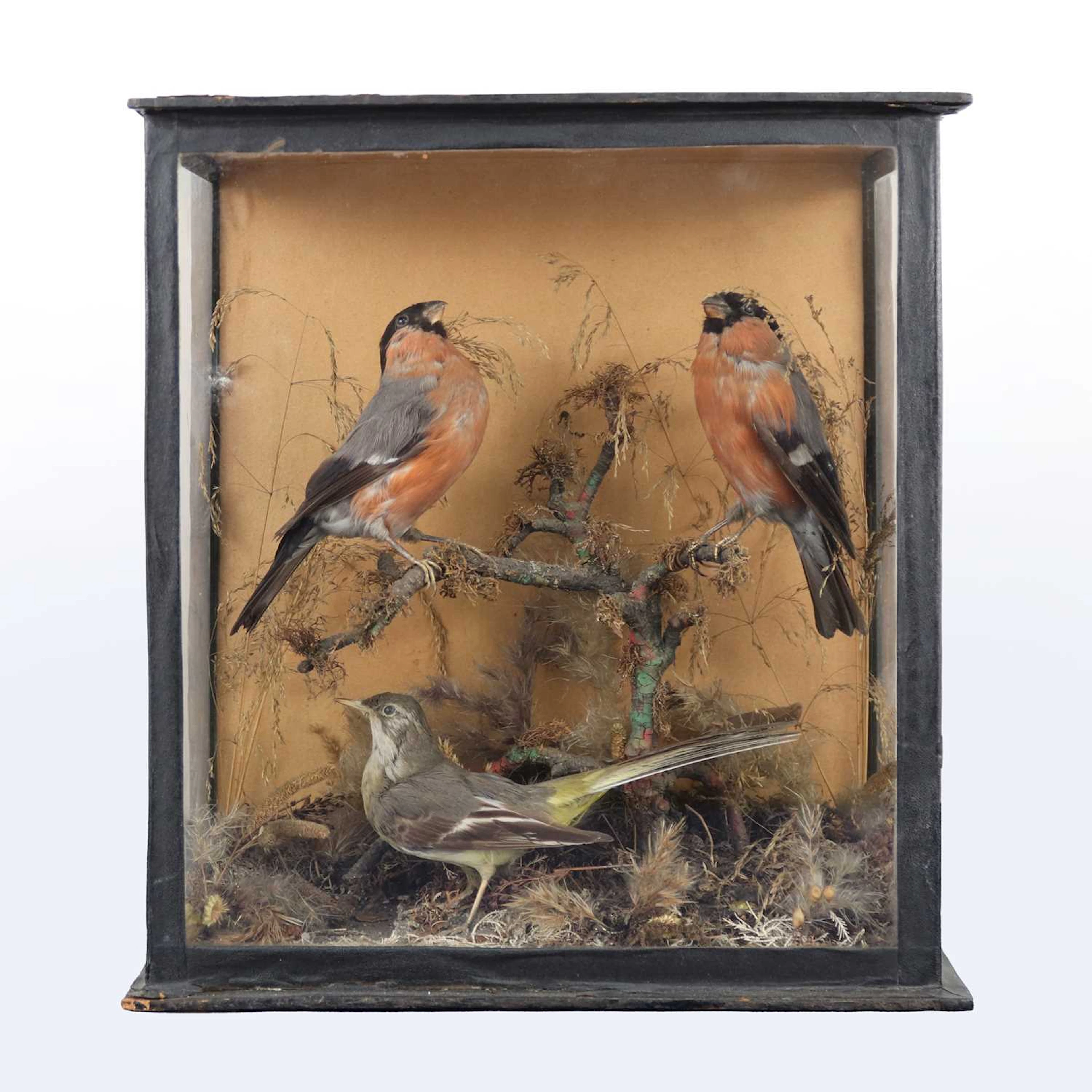 Lot 1332 - A pair of Victorian taxidermy Bullfinches