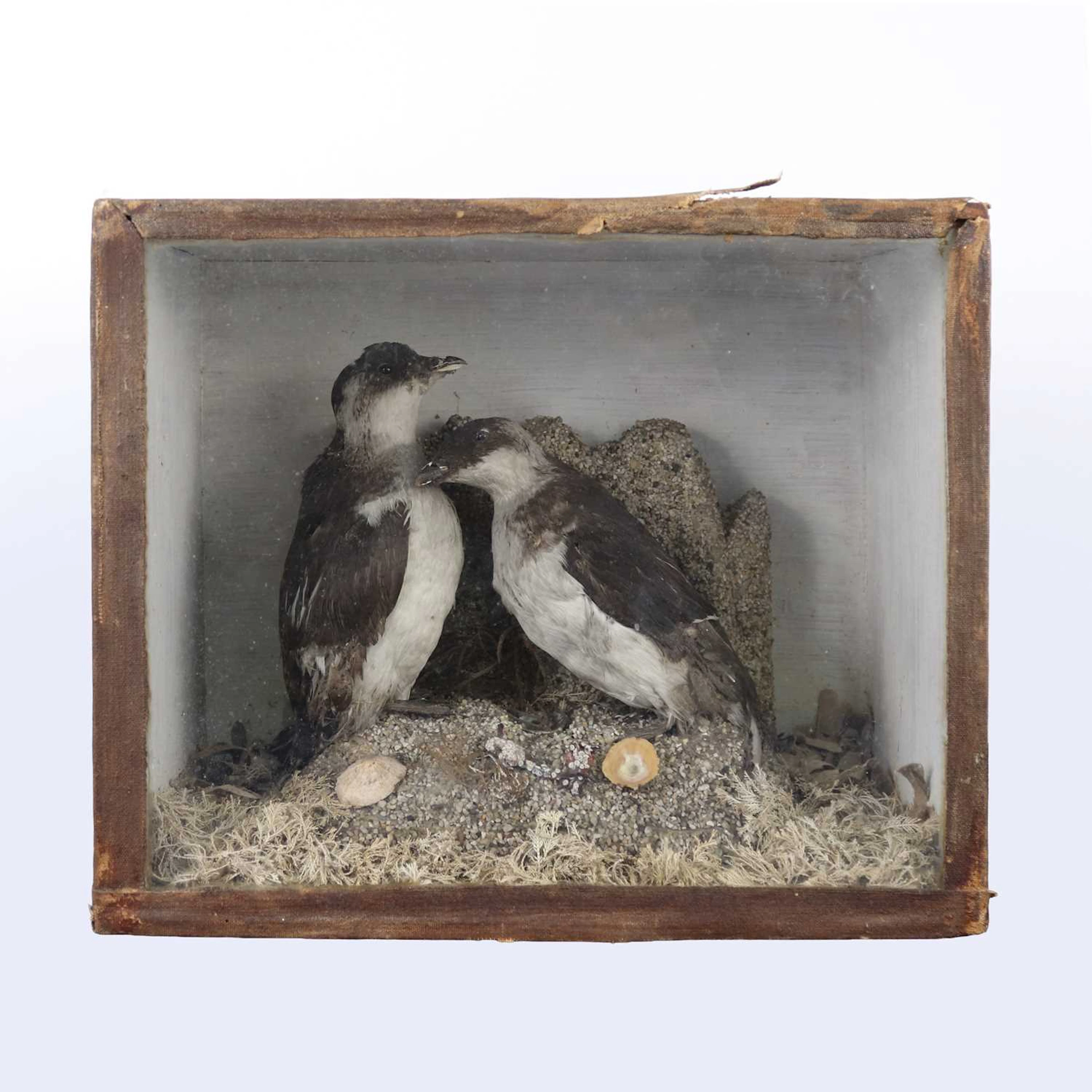 Lot 1324 - A pair of taxidermy Little Auk (Alle alle)