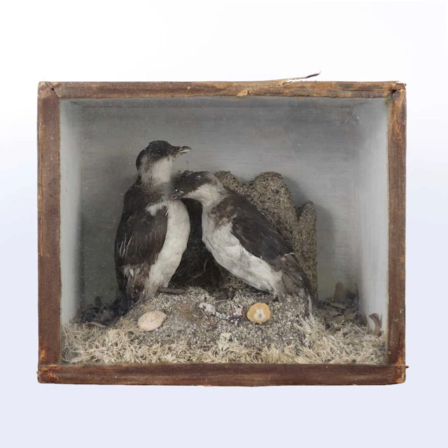 Lot 1324 - A pair of taxidermy Little Auk (Alle alle)