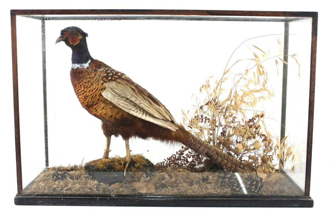 Lot 1331 - A taxidermy male Pheasant (Phasianus