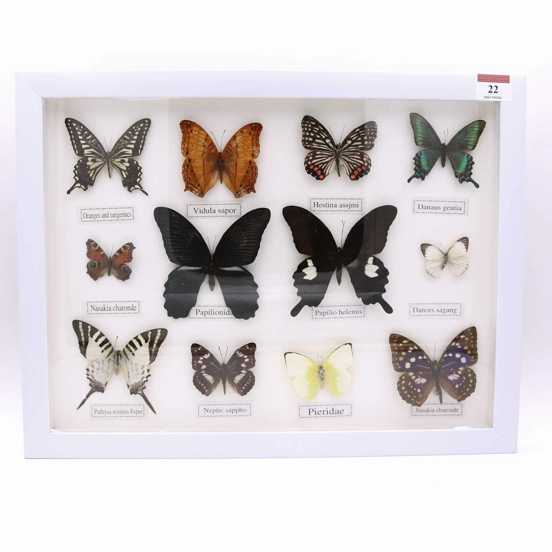 Lot 22 - A framed display of butterfly specimens, 32 x