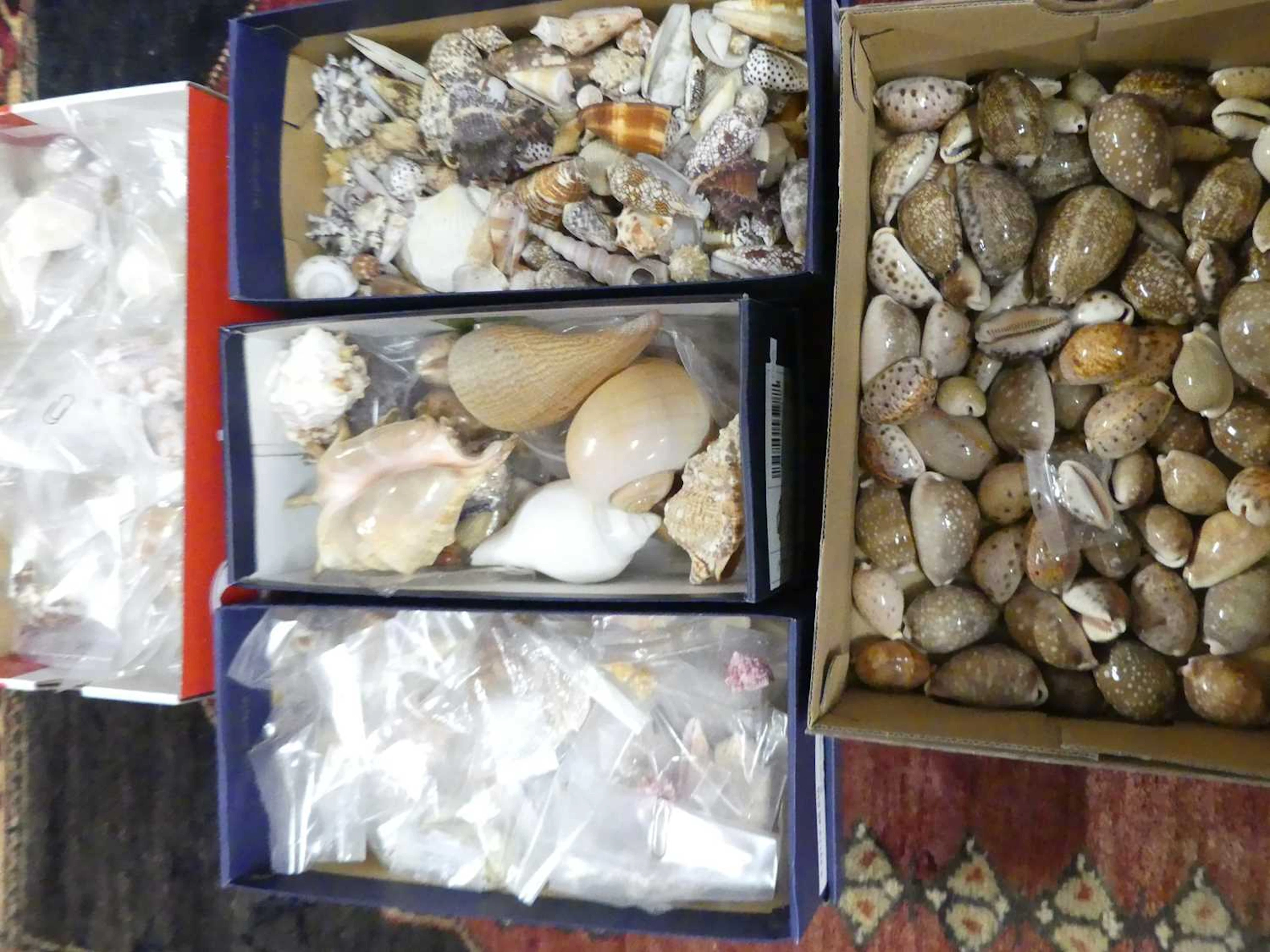Lot 74 - A collection of seashells (five boxes)