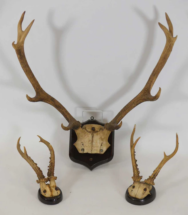 Lot 1330 - A pair of Victorian mounted Red Deer