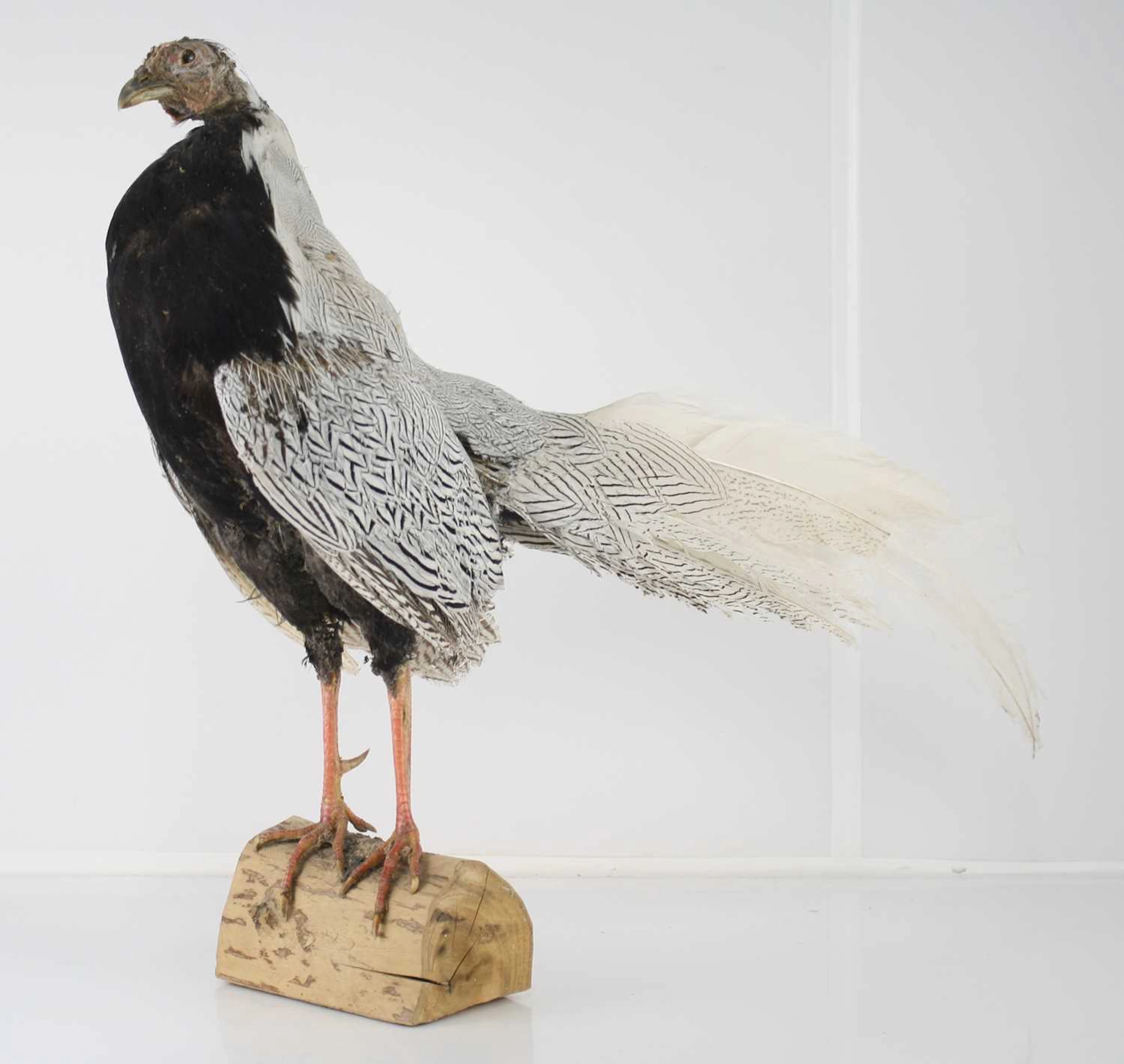 Lot 1327 - A taxidermy Silver Pheasant (Lophura