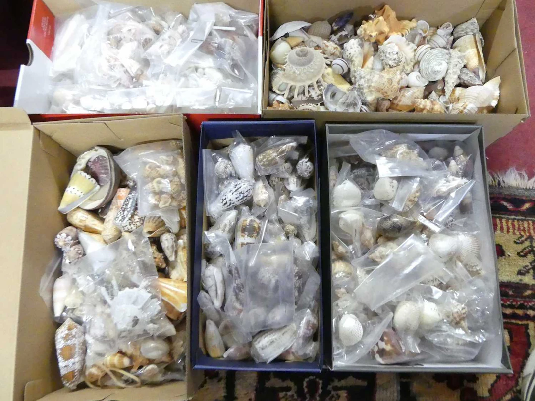 Lot 76 - A collection of seashells (five boxes)
