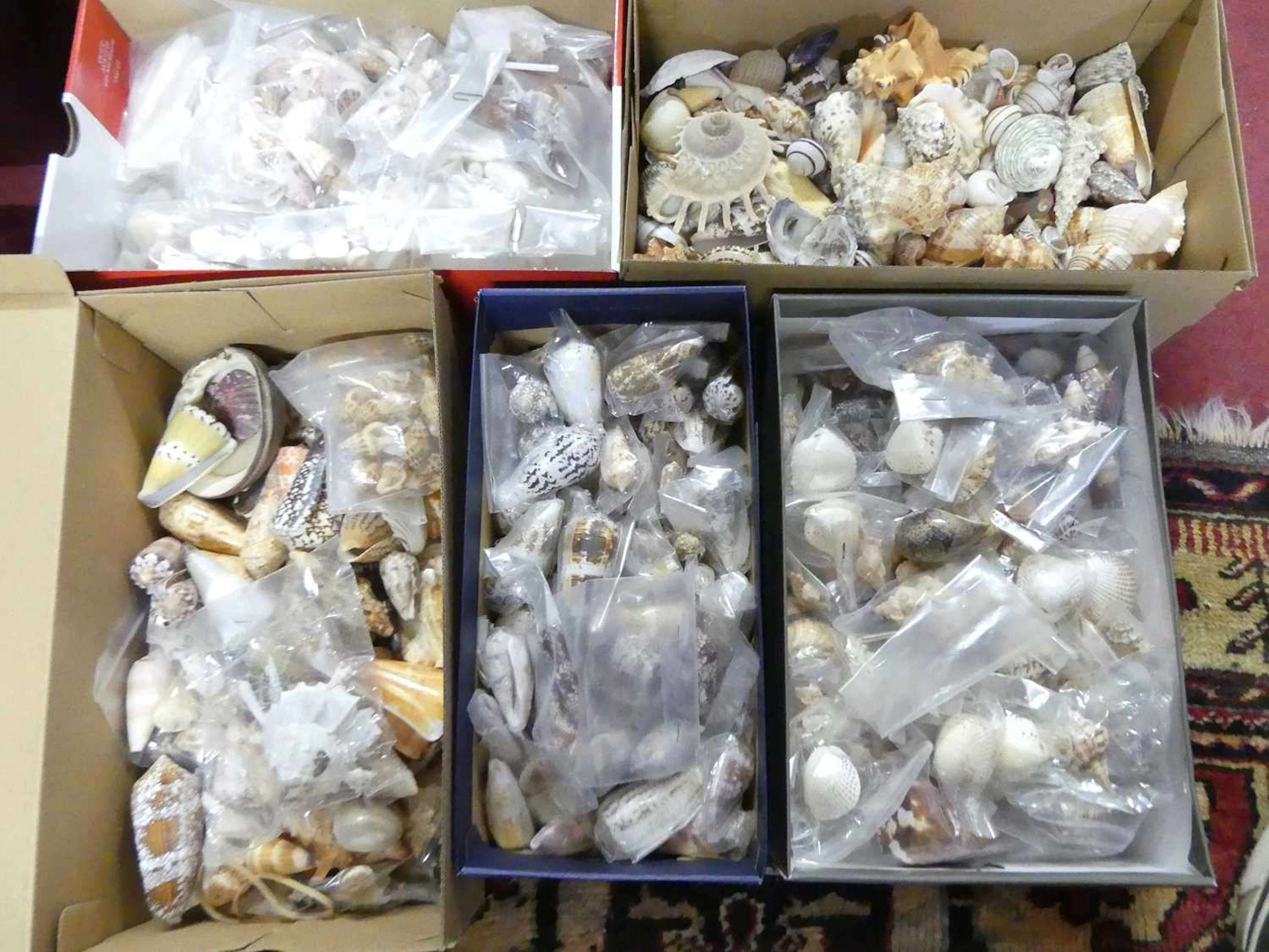 Lot 76 - A collection of seashells (five boxes)