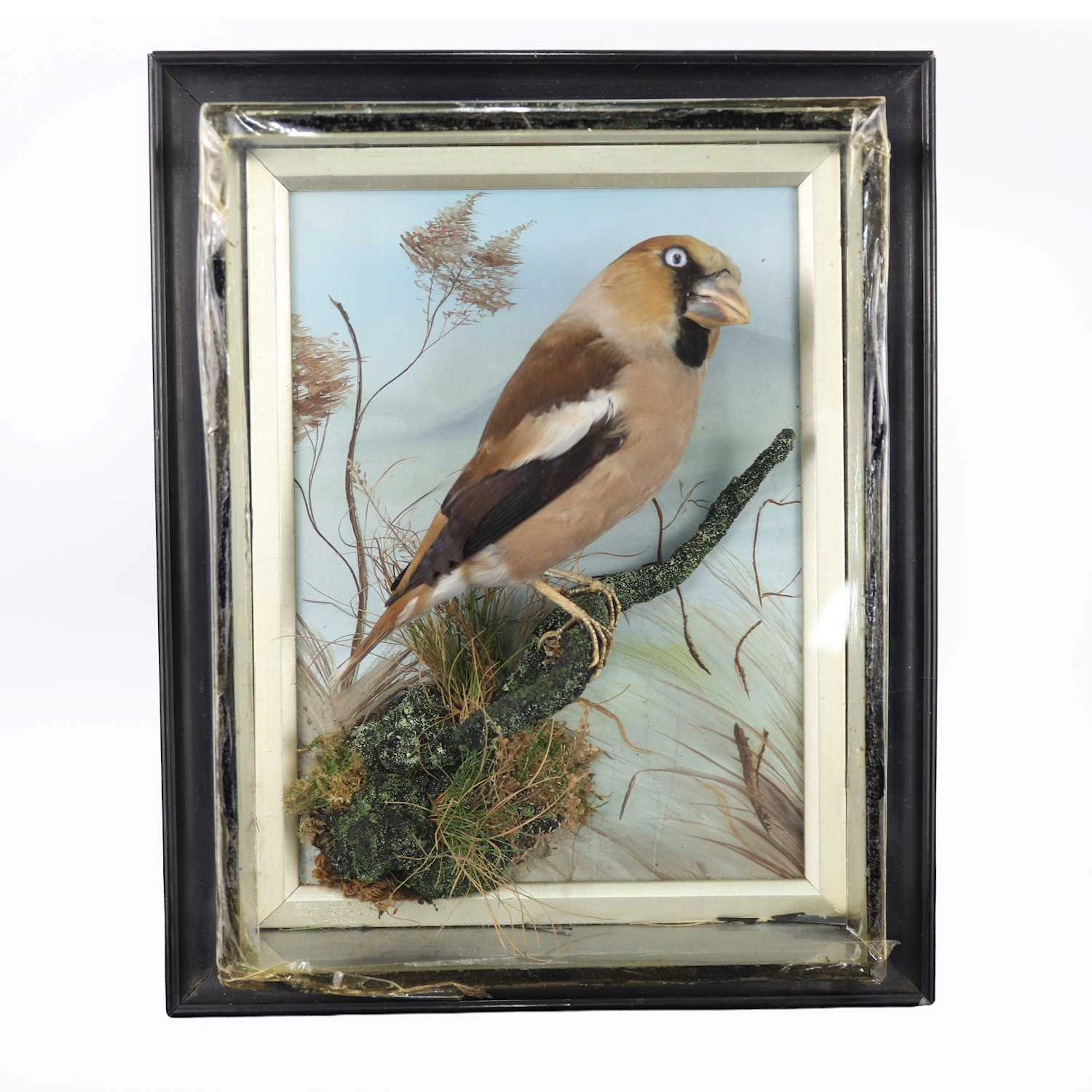 Lot 1323 - An early 20th century taxidermy Hawfinch