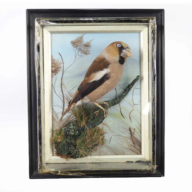 Lot 1323 - An early 20th century taxidermy Hawfinch