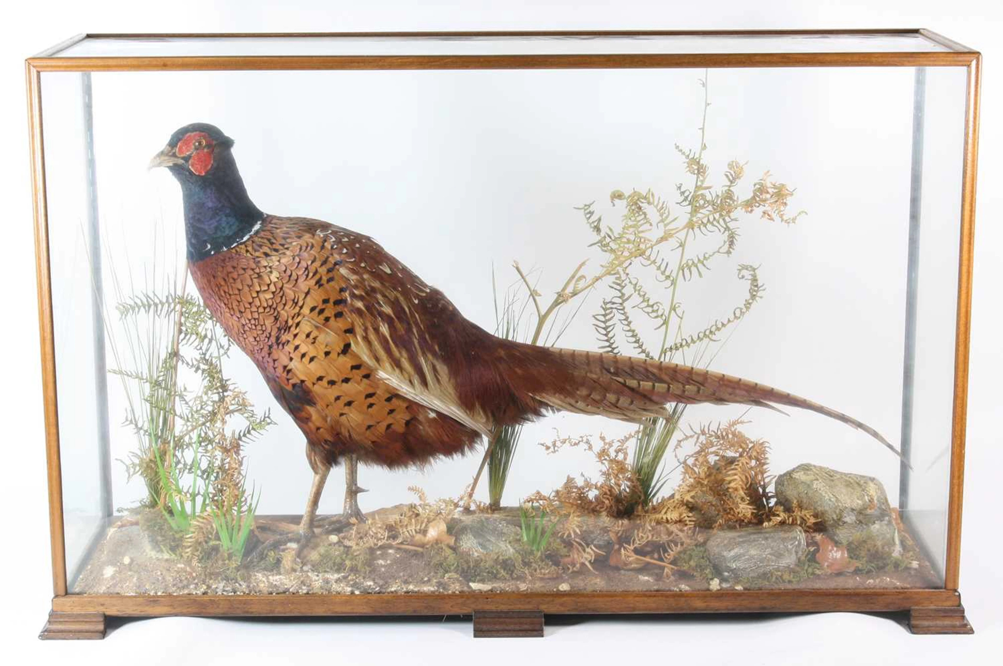 Lot 852 - A taxidermy male Pheasant (Phasianus