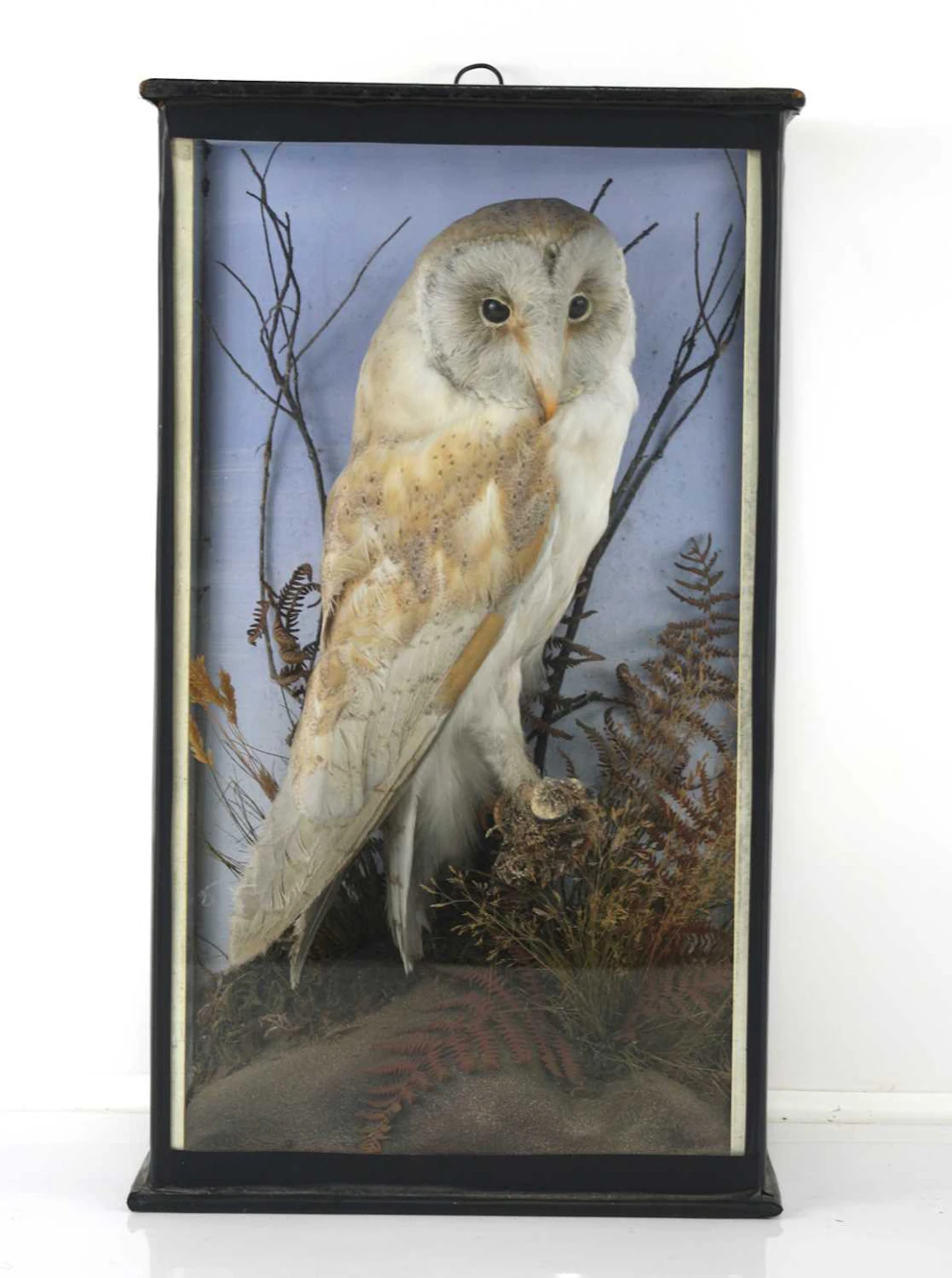Lot 1344 - An early 20th century taxidermy Barn Owl