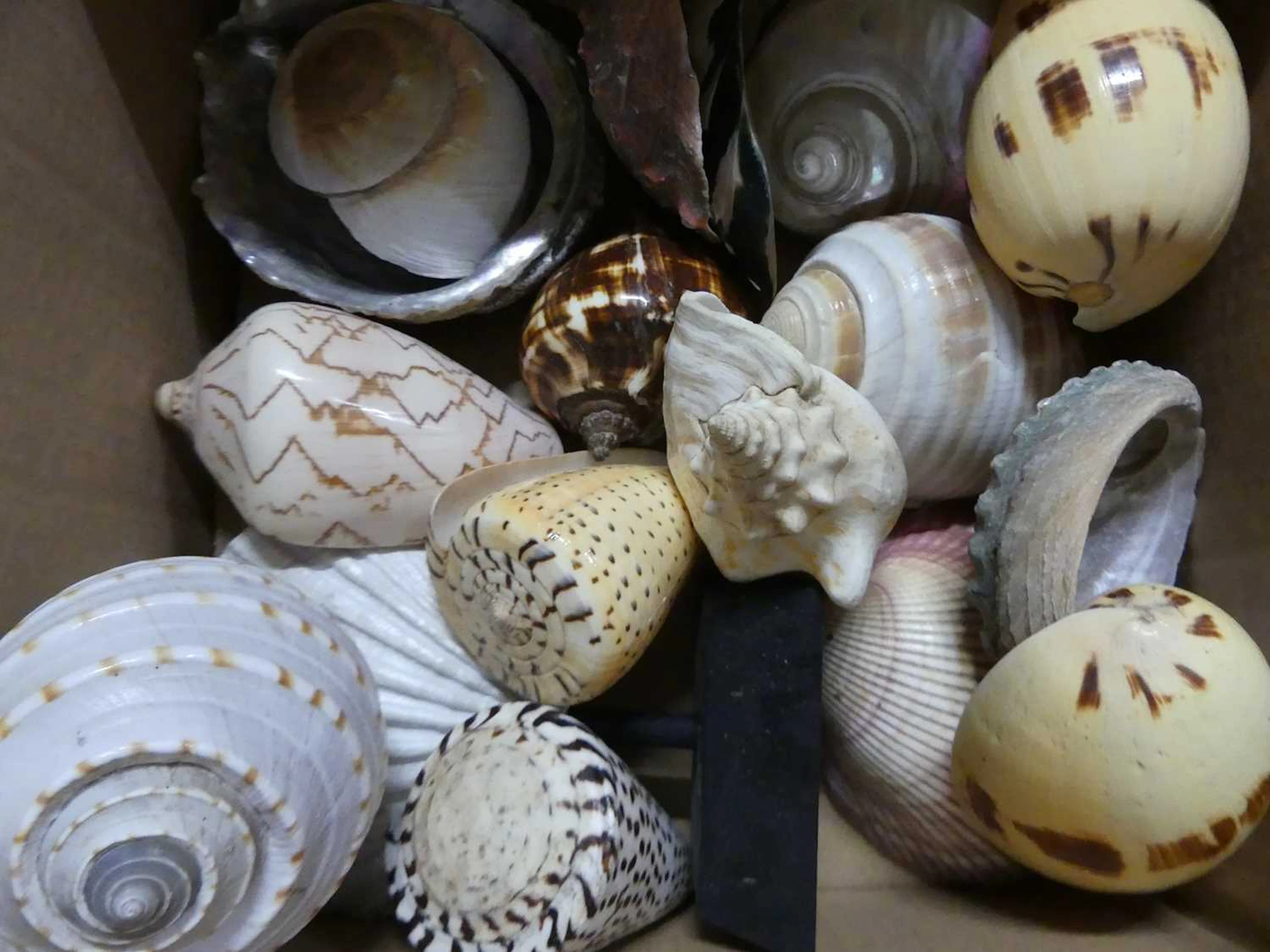 Lot 78 - A collection of seashells (four boxes)