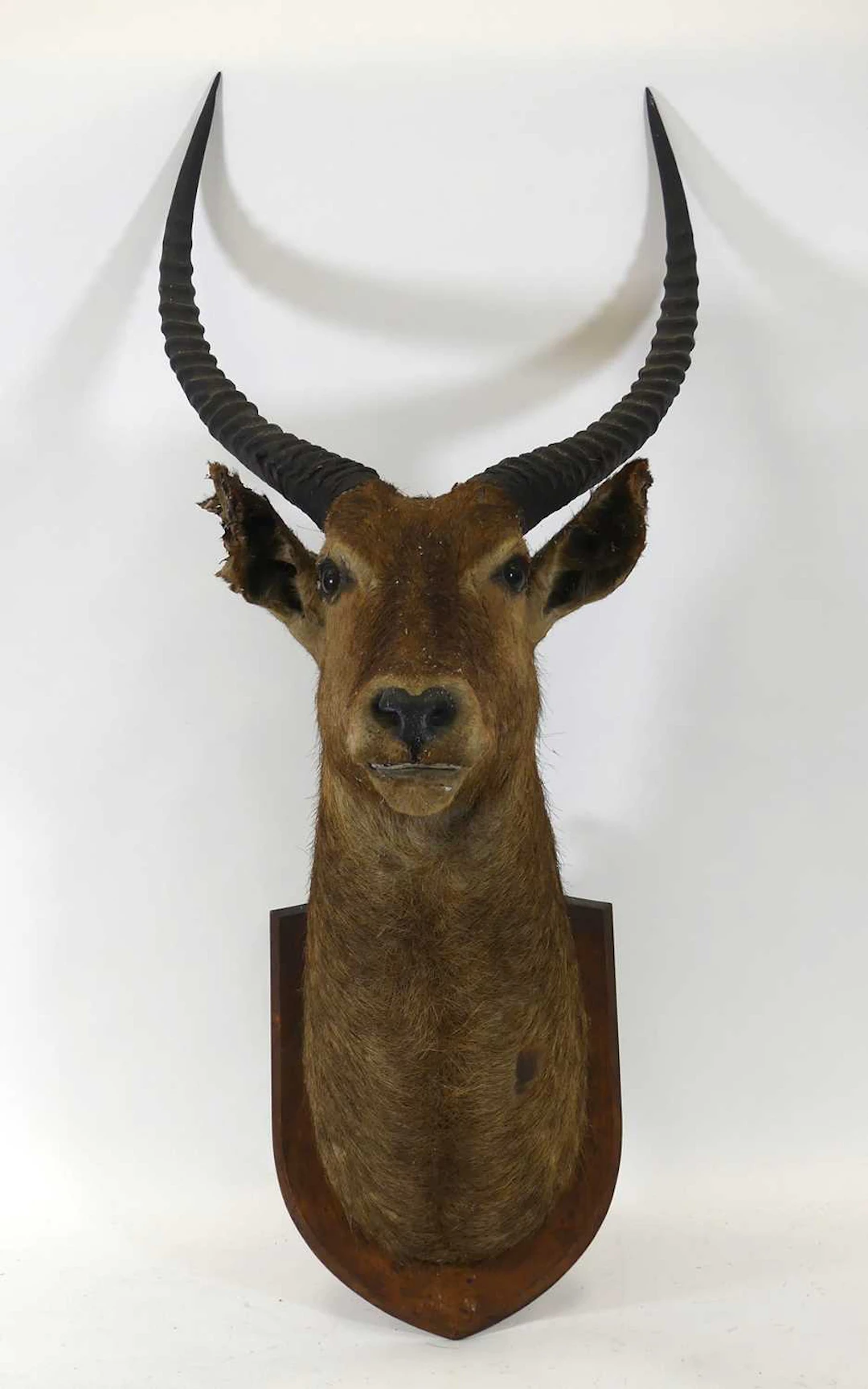 Lot 1321 - A head and neck taxidermy study of an