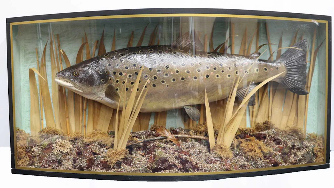 Lot 1343 - A 20th century taxidermy Brown Trout (Salmo