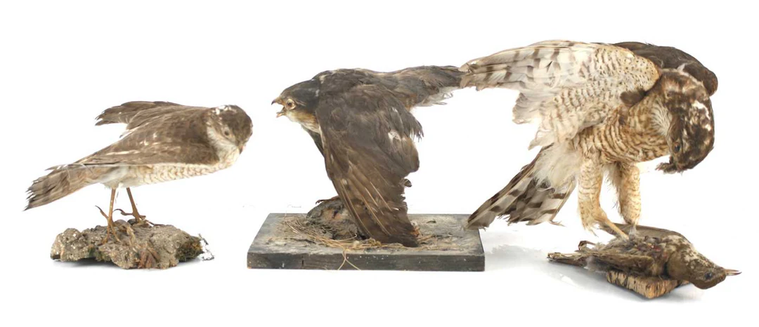 Lot 1328 - A group of three Victorian taxidermy