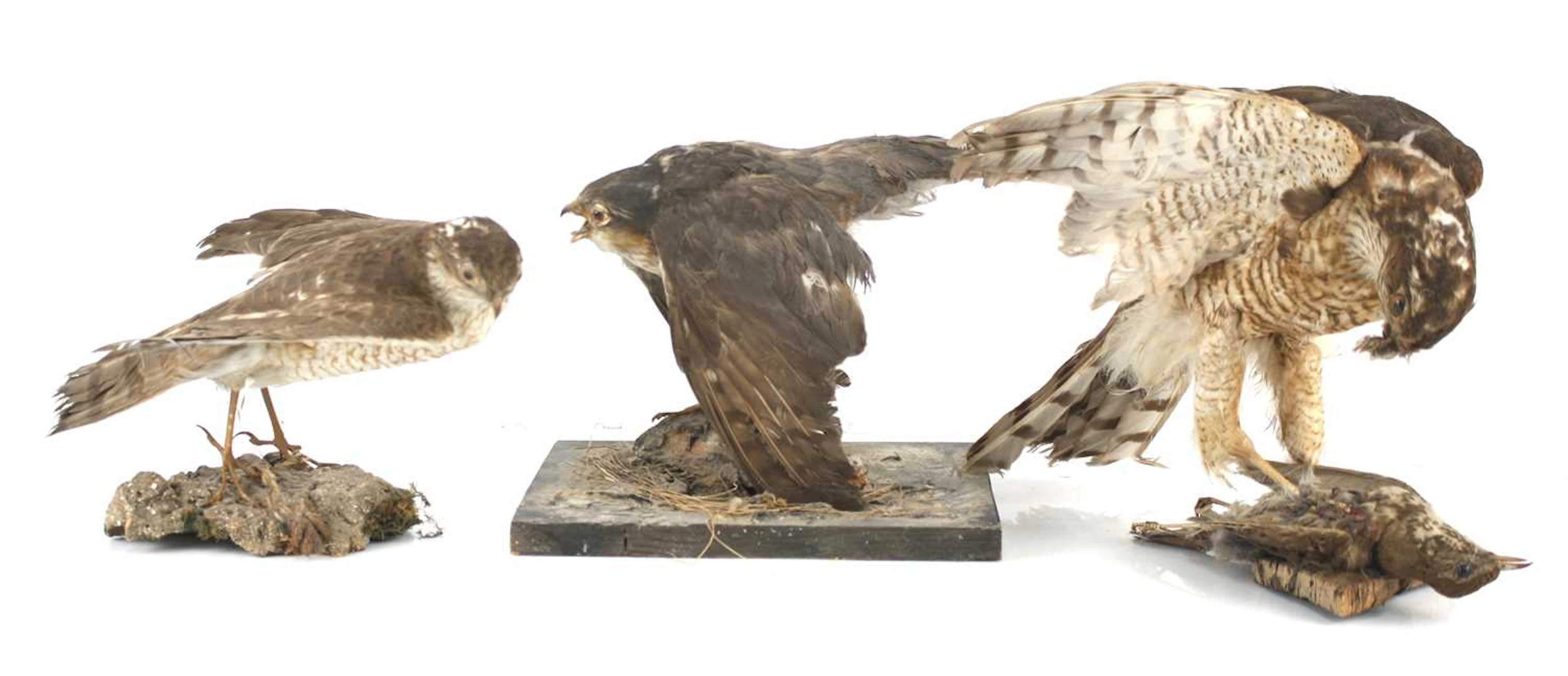 Lot 1328 - A group of three Victorian taxidermy