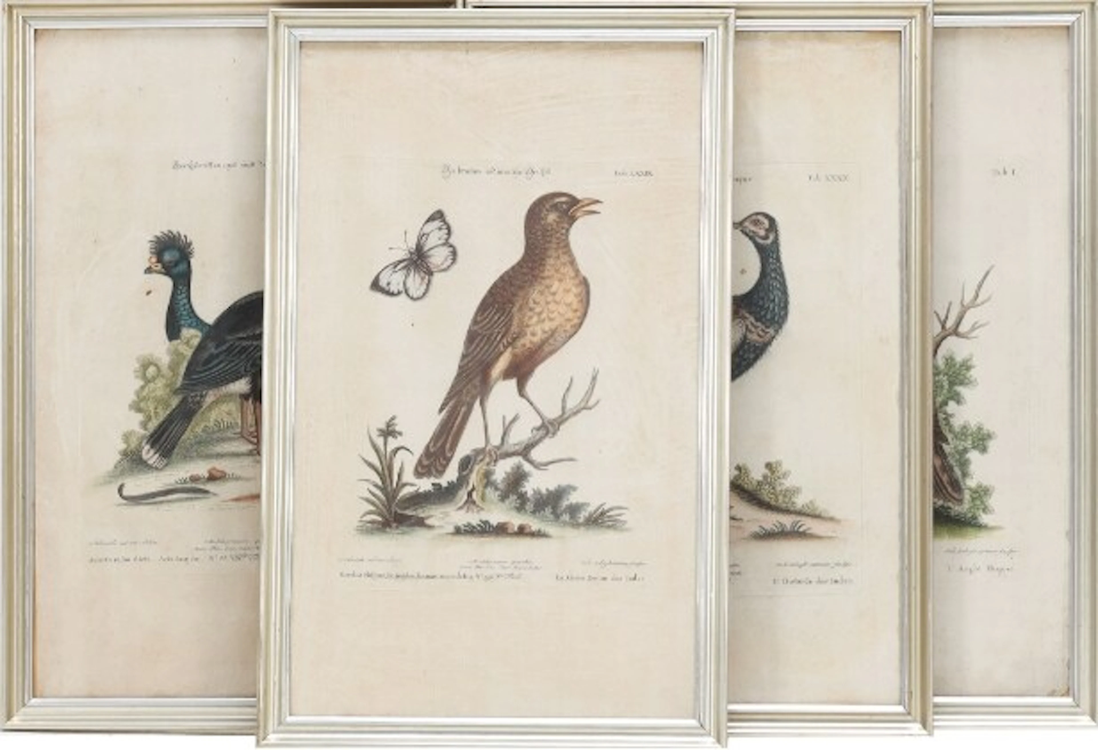 Johann Sebastian Leitner after George Edwards: Four plates, colored