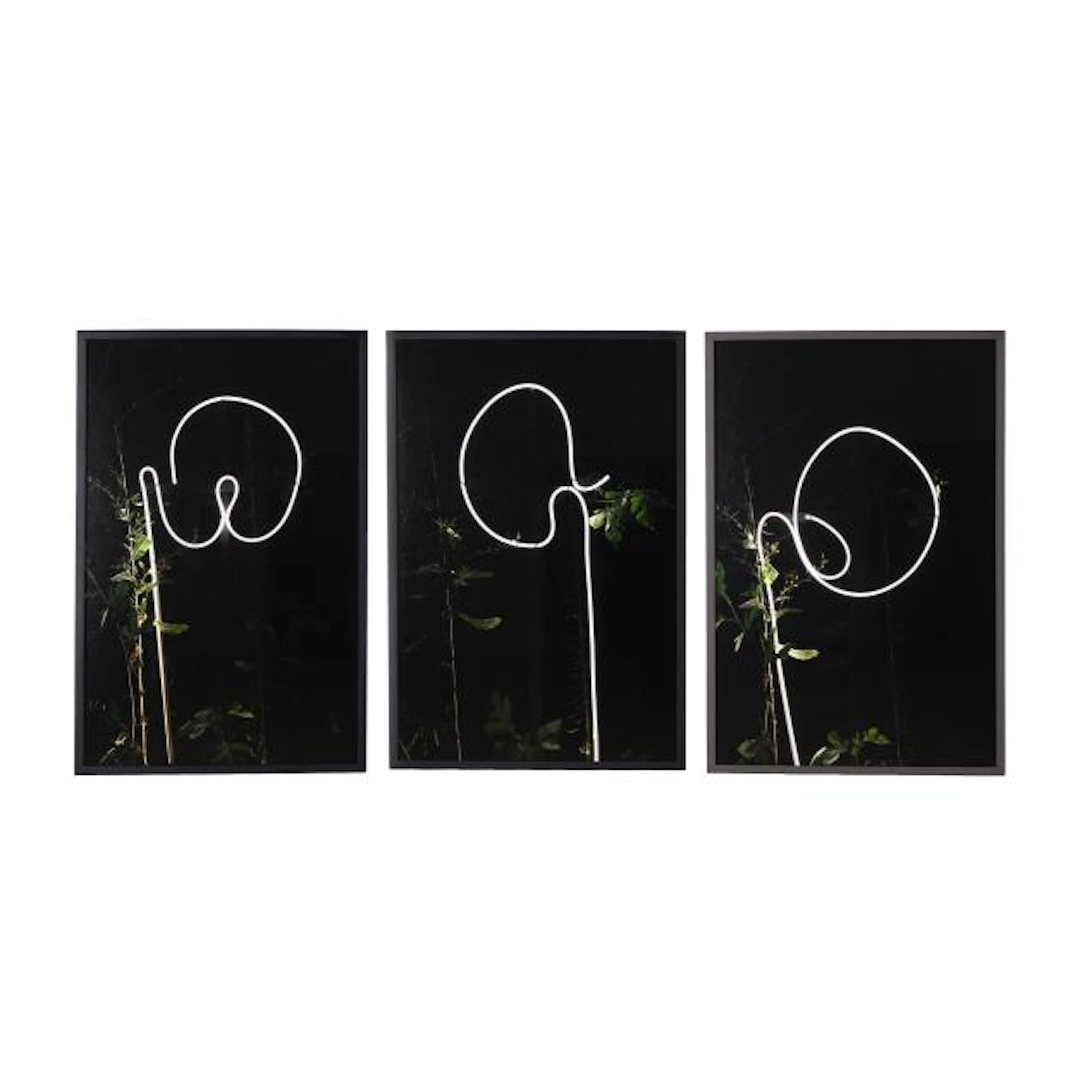 Oswaldo Ruiz (Mexican, b. 1977), Talking Leaves (Three Photographs)