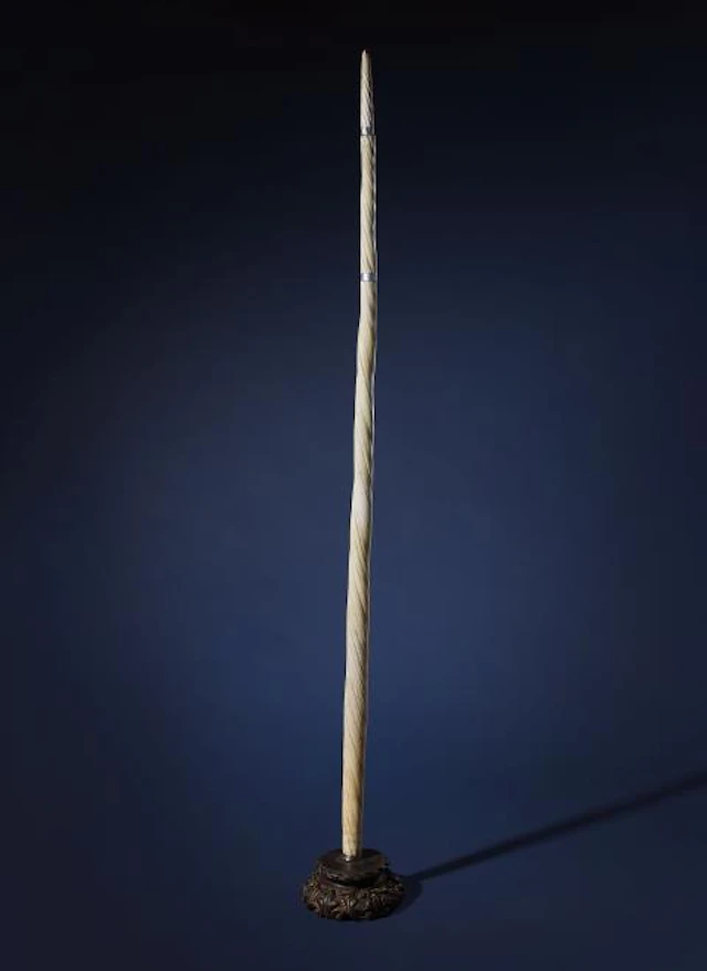 A mounted narwhal tusk