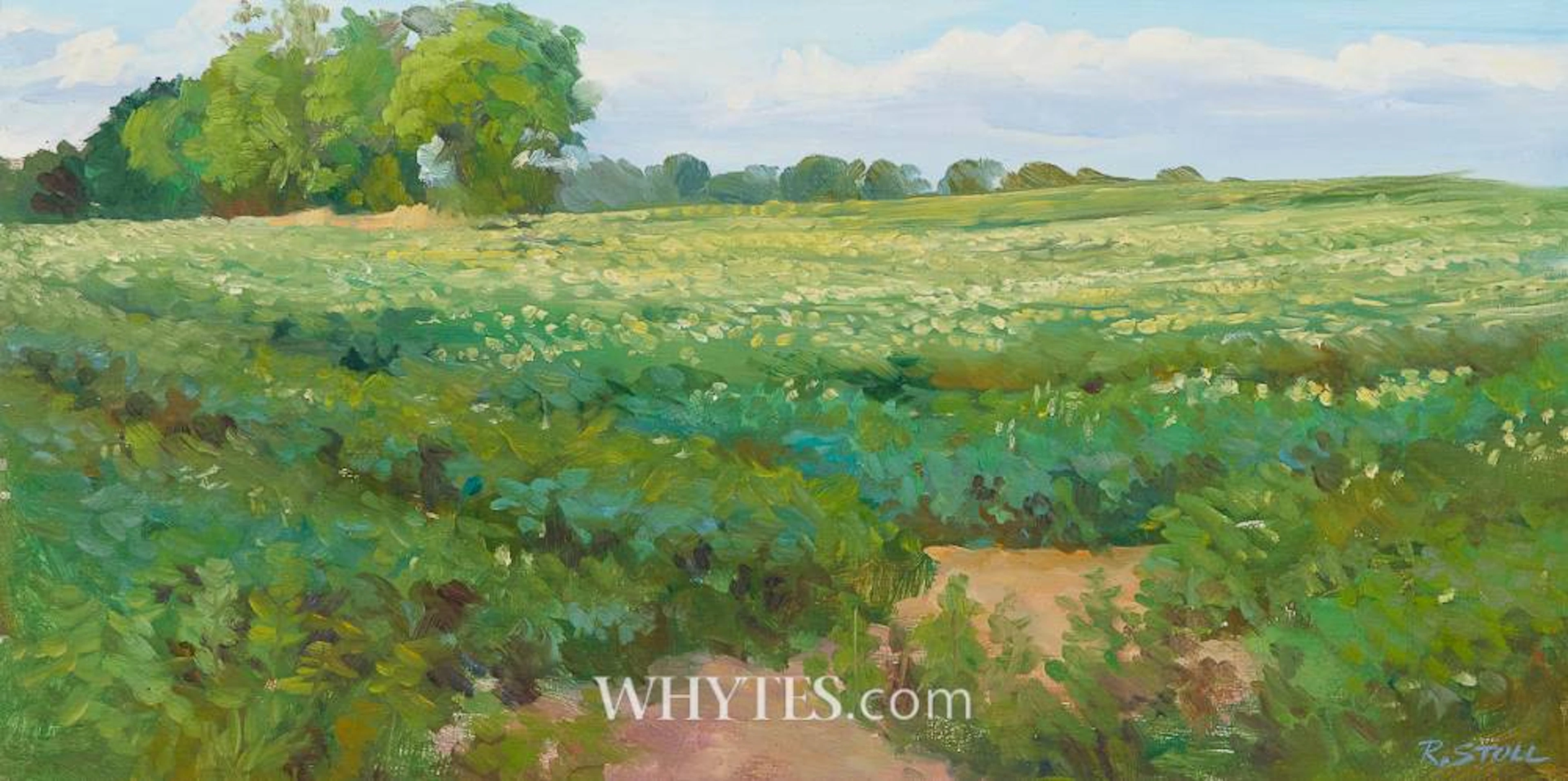 FIELD IN SPRING