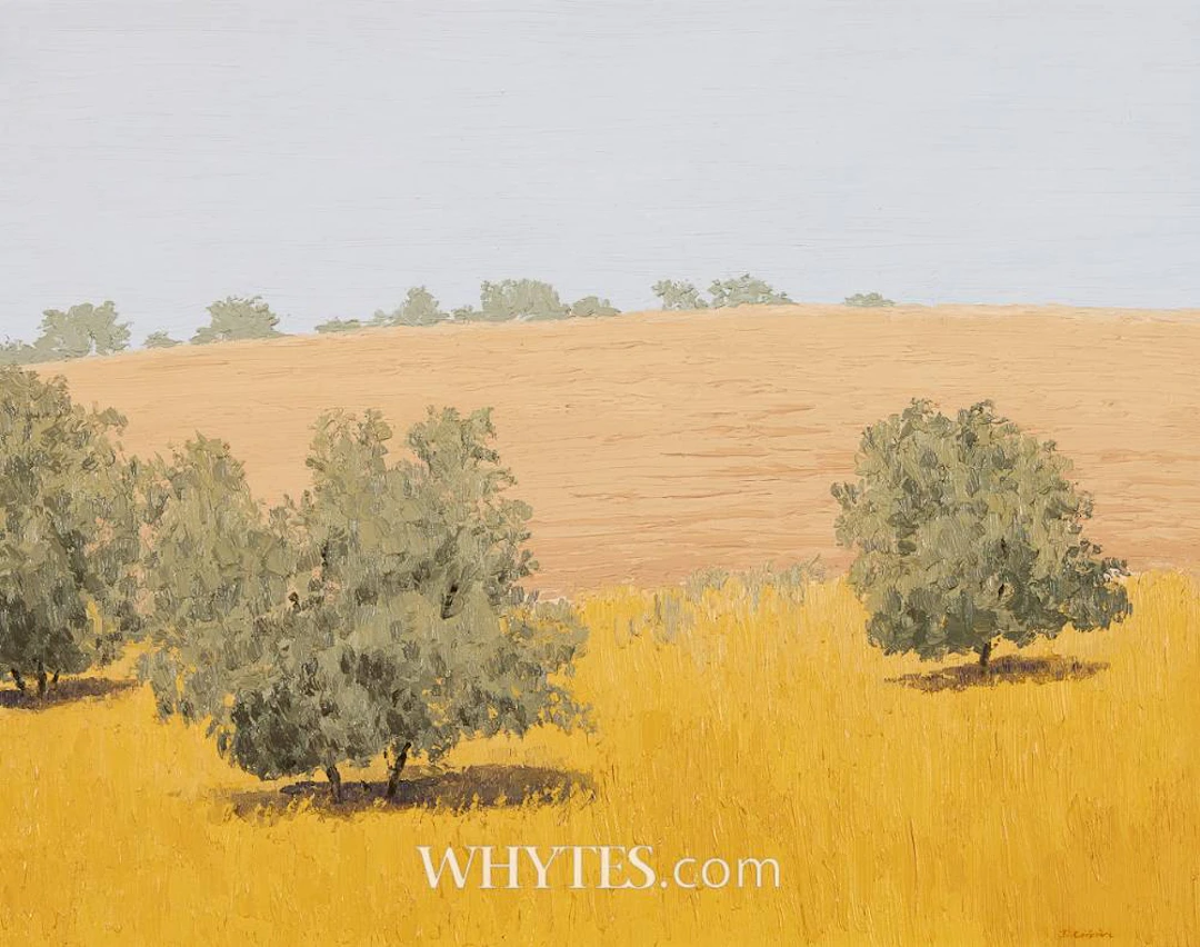 OLIVE GROVE, RONDA, SPAIN