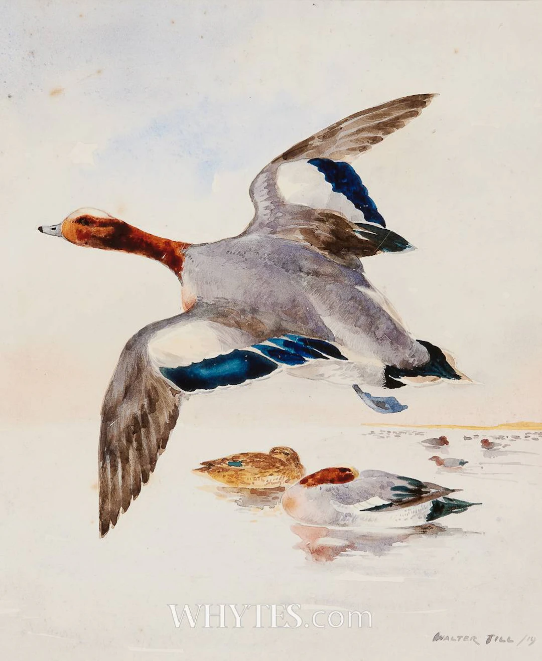 SPRINGING MALLARD
