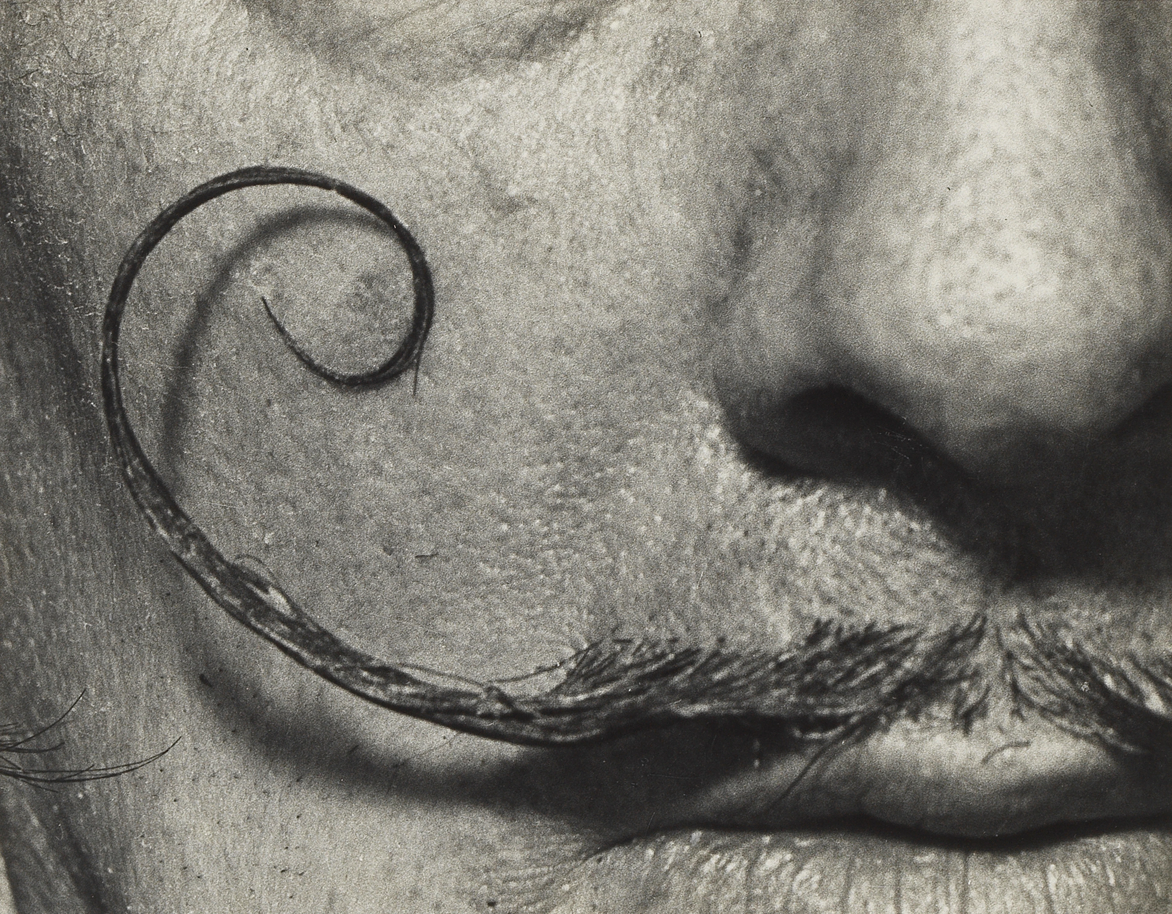 Philippe Halsman (1906-1979)
