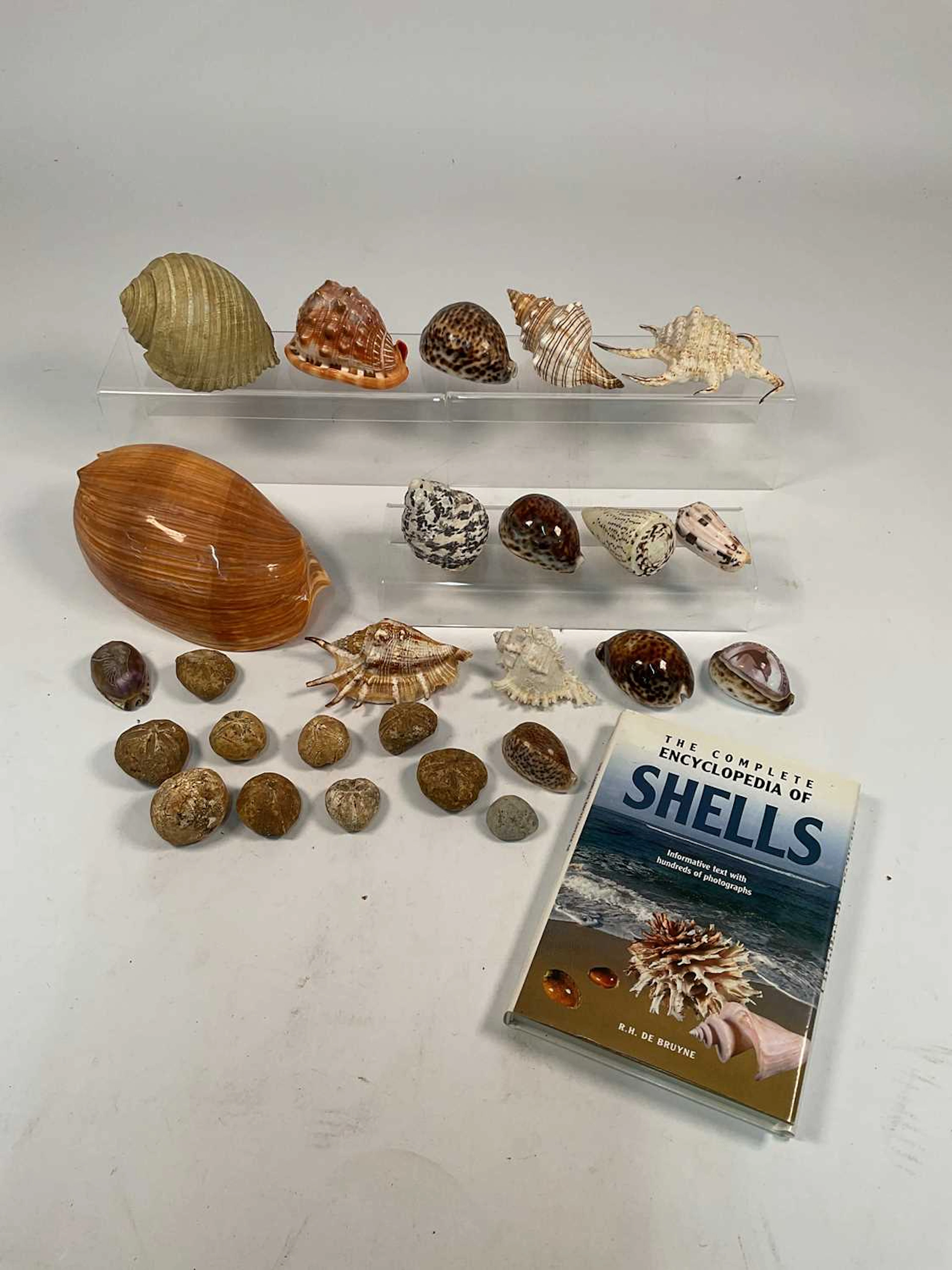 A collection of various seashells