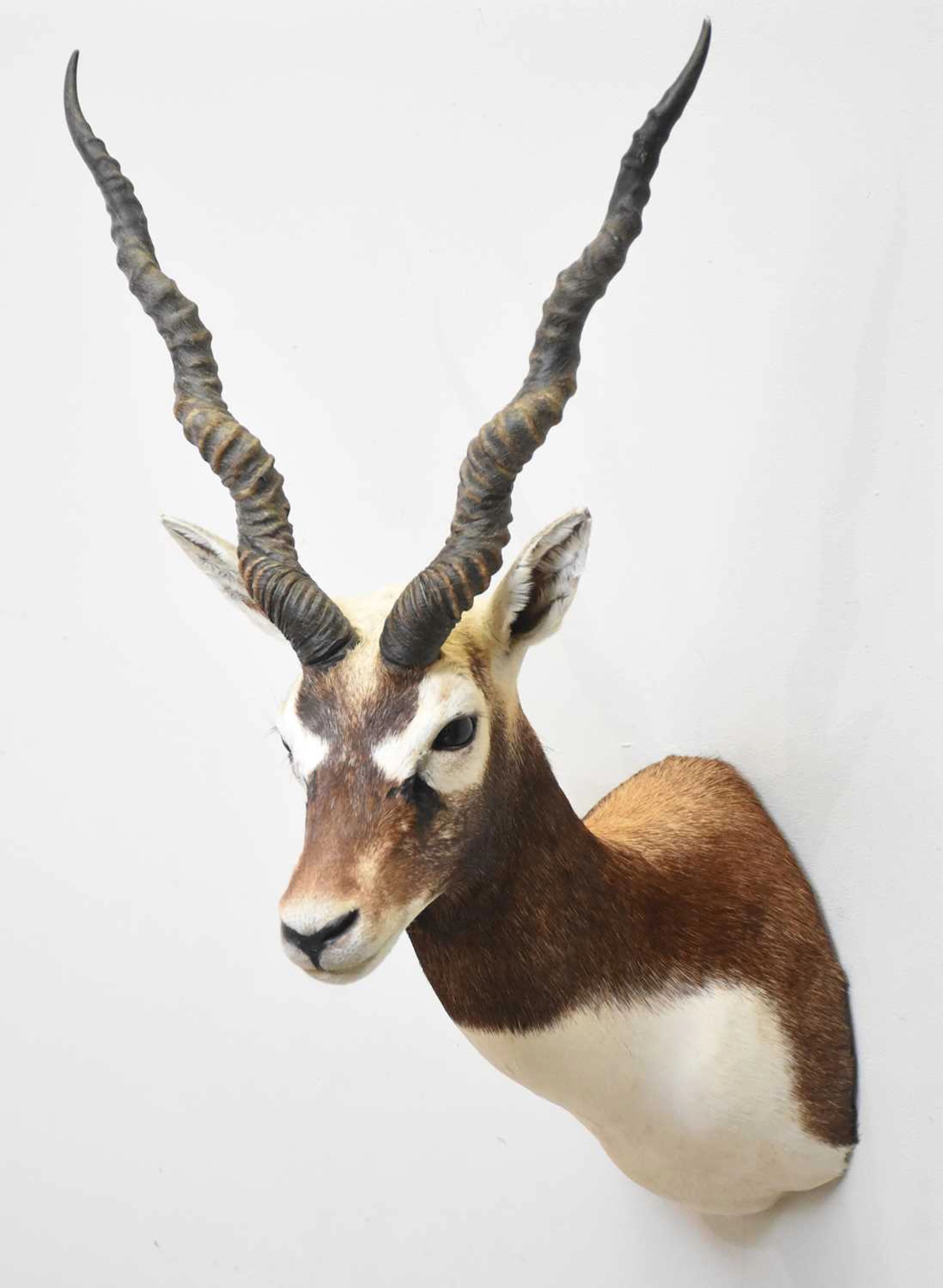 A taxidermy blackbuck shoulder mount