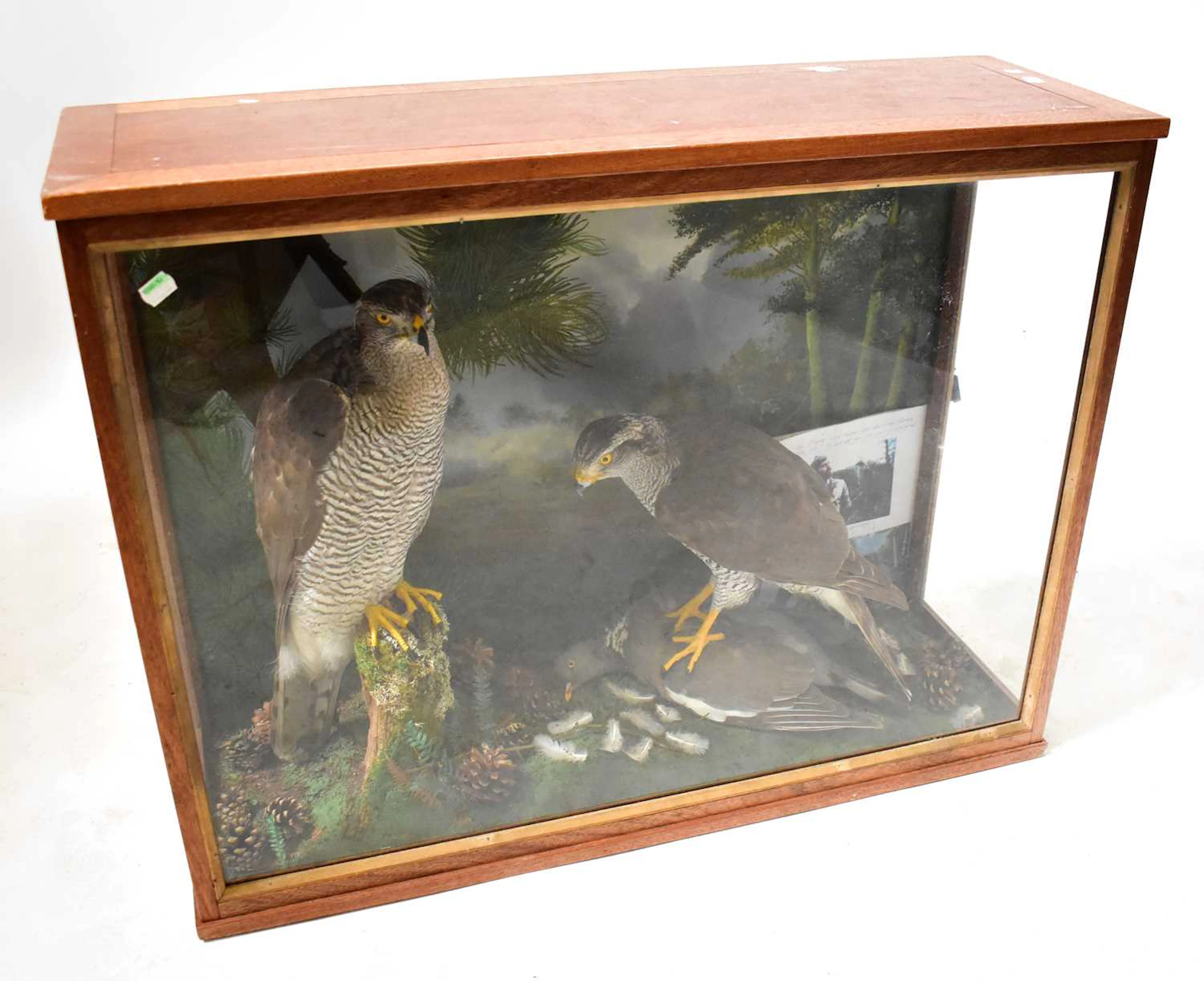 A cased taxidermy group of a male and female goshawk (Accipiter gentilis)