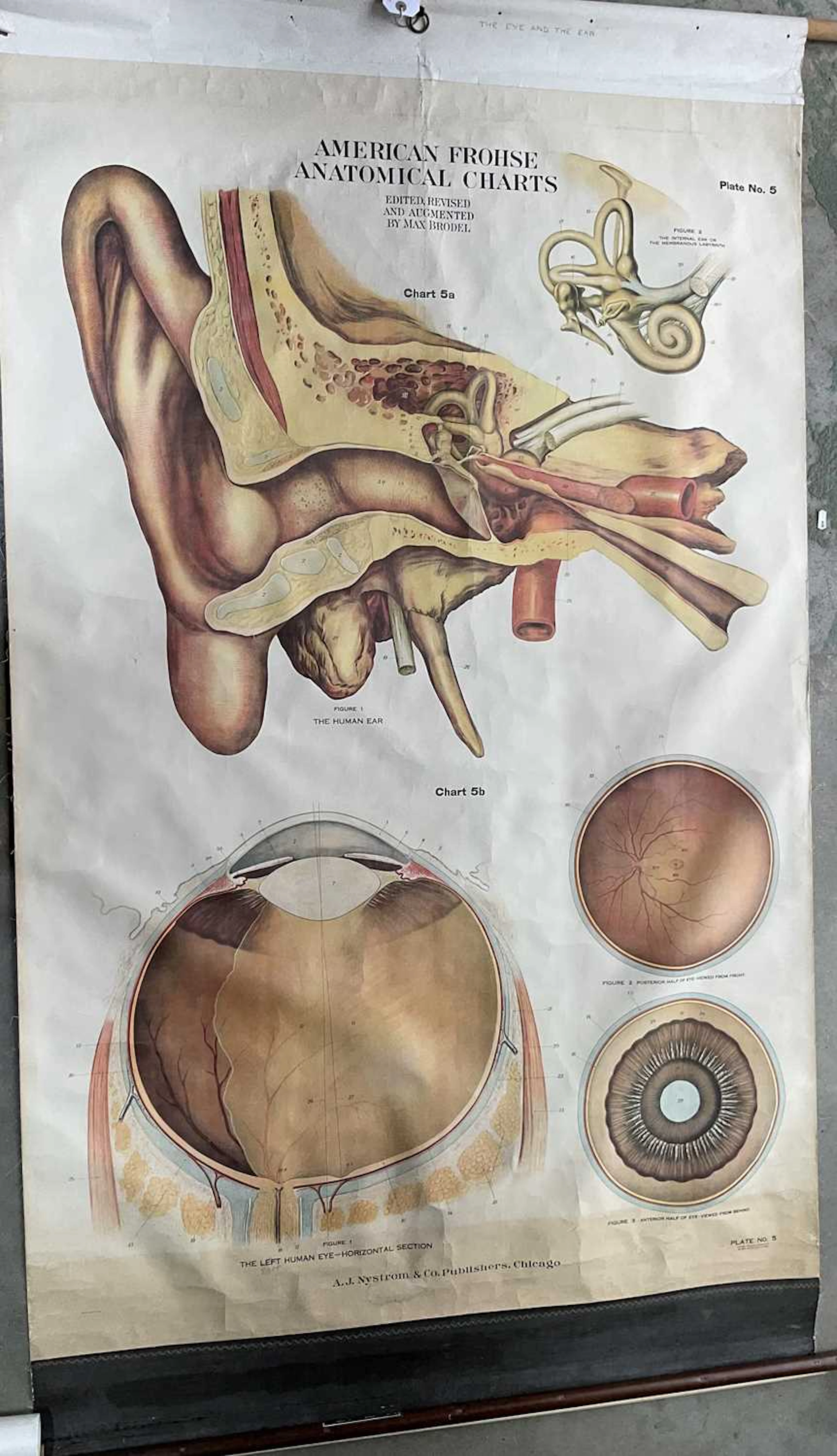 AMERICAN FROHSE ANATOMICAL CHARTS; a wall hanging diagram...