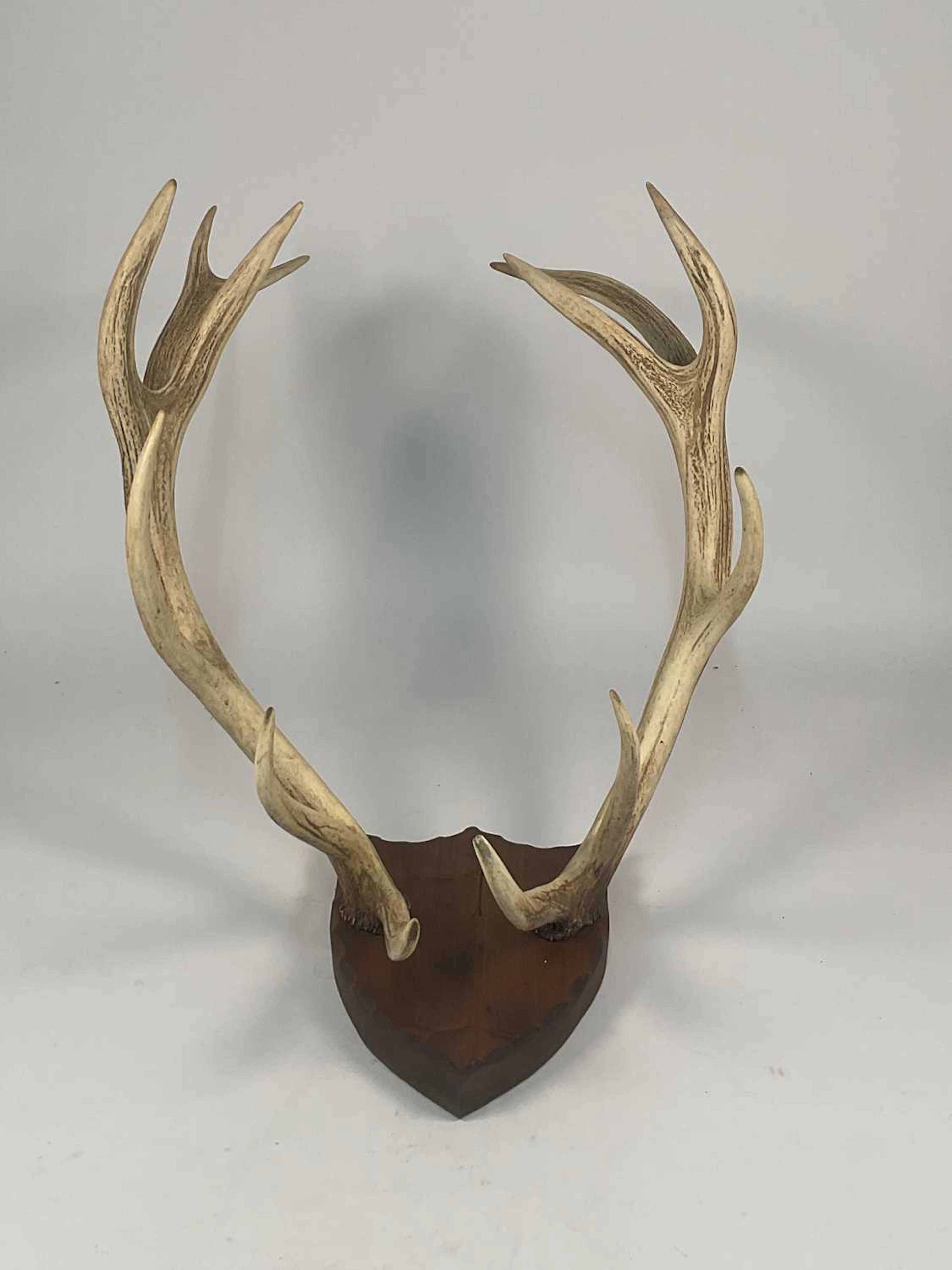 A pair of deer antlers mounted on a wooden shield base
