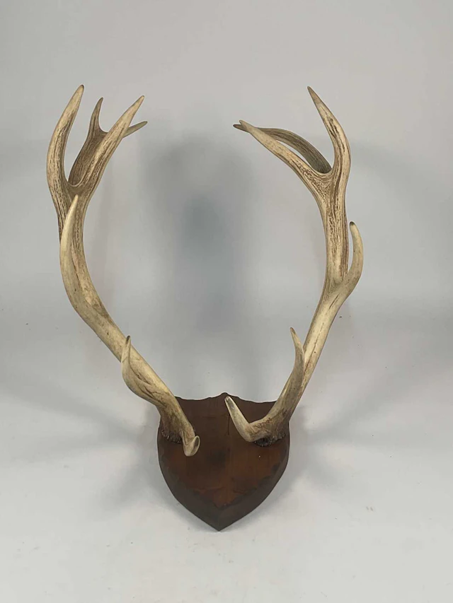 A pair of deer antlers mounted on a wooden shield base