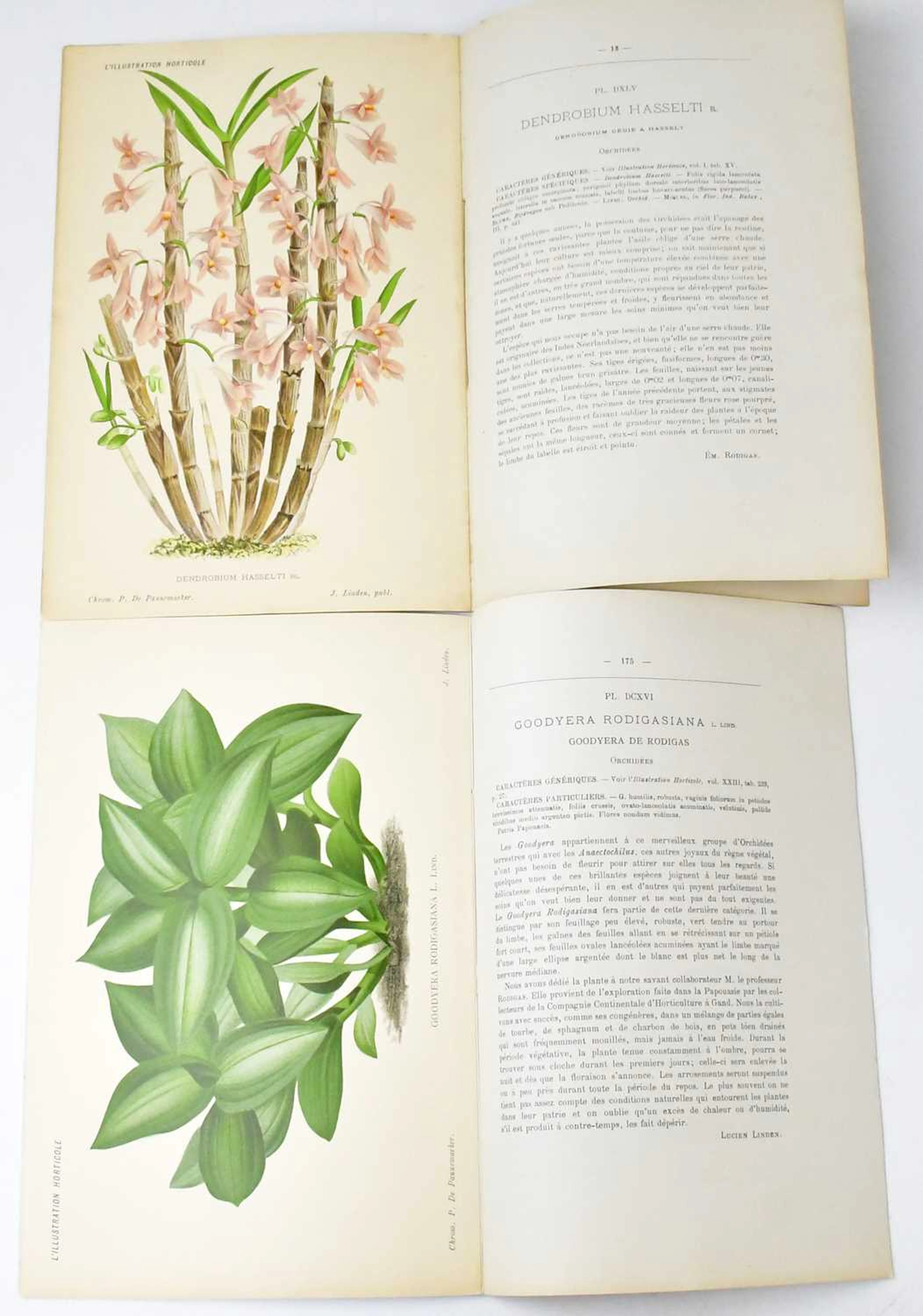 L'ILLUSTRATION HORTICOLE; Monthly Revue for Greenhouses and Gardens