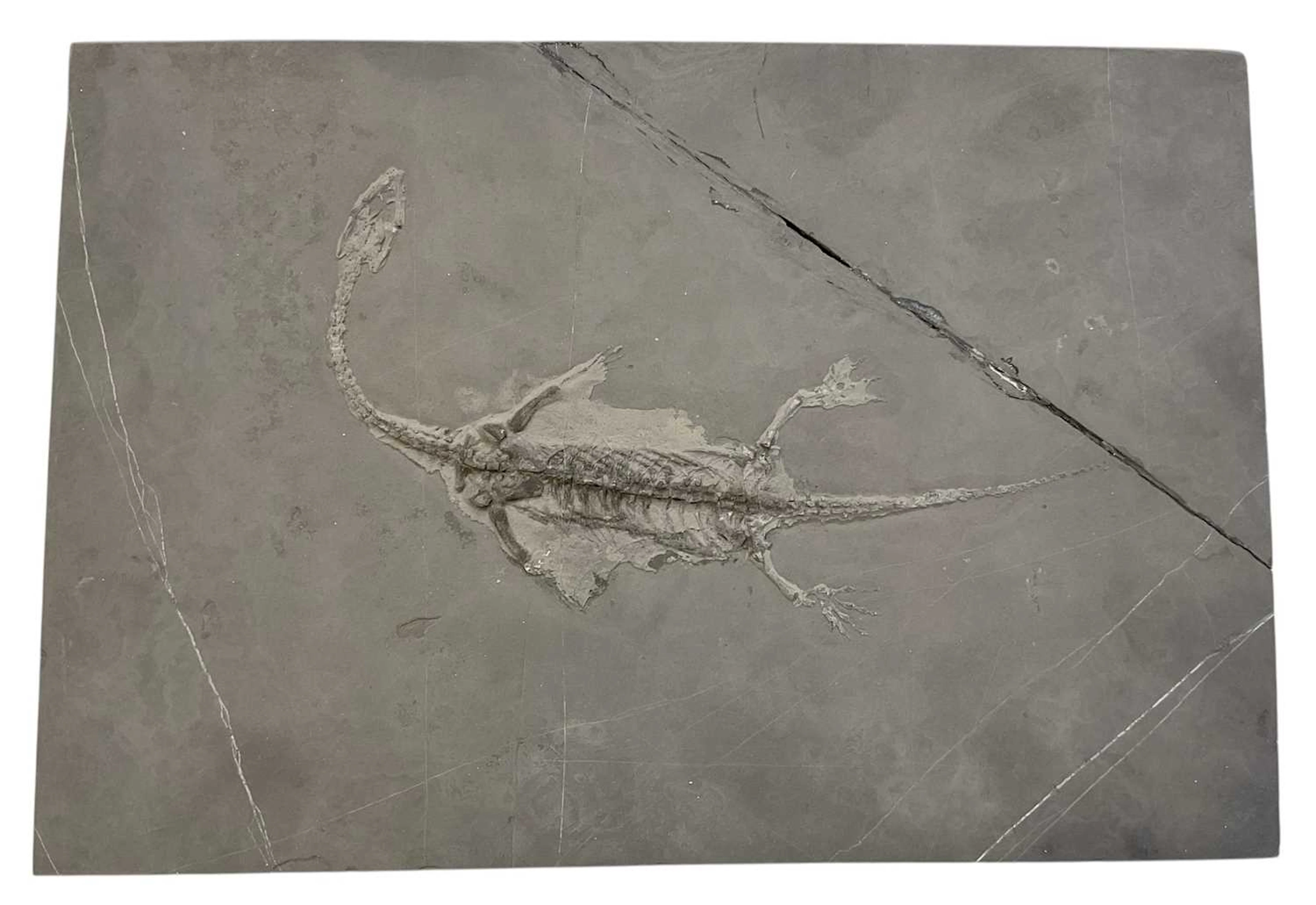 A keichousaurus skeleton fossil