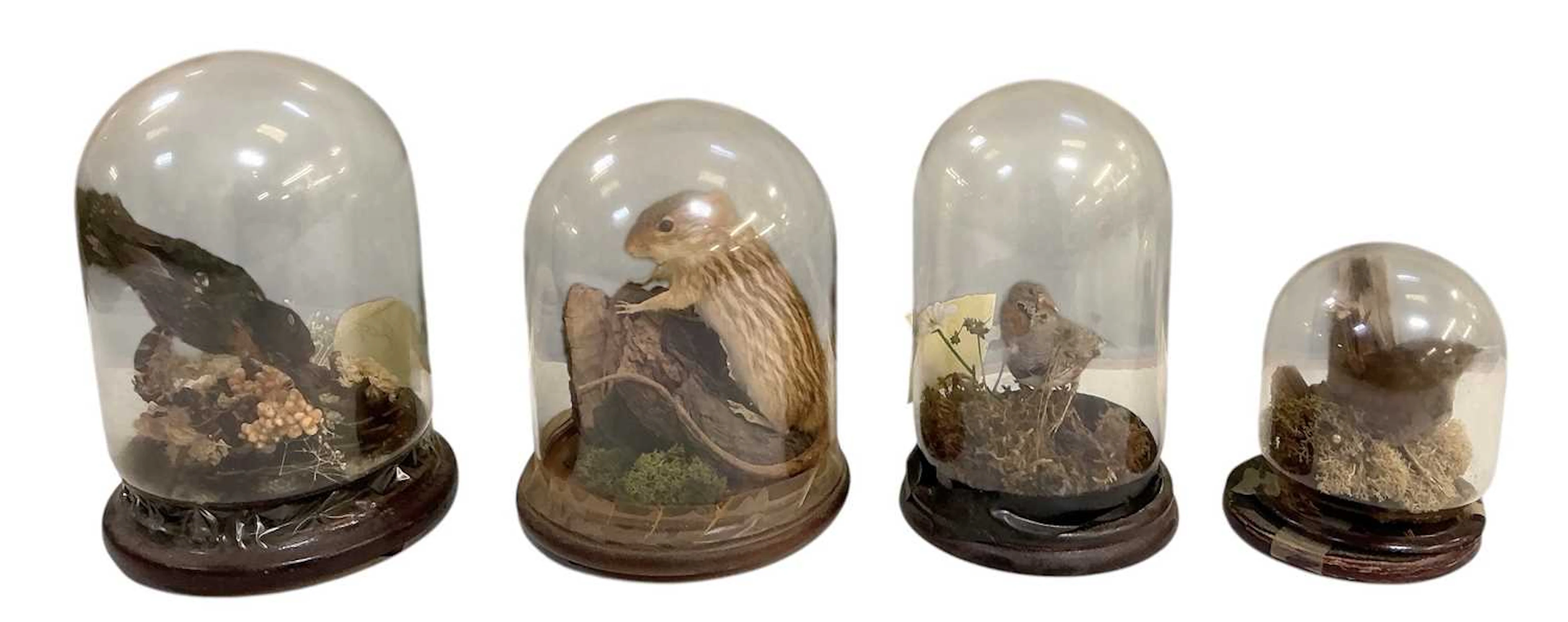 TAXIDERMY; a taxidermy grass mouse