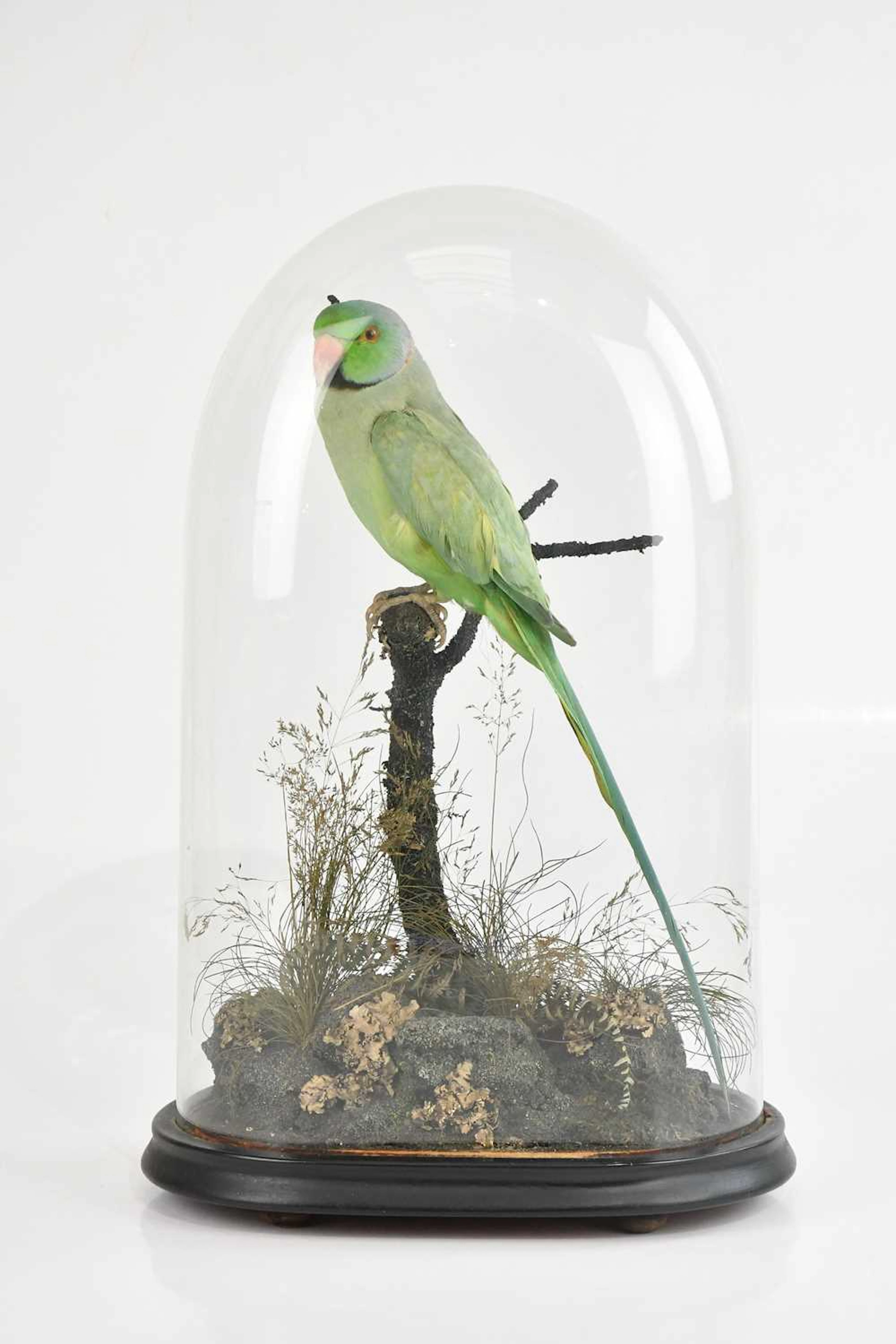 A taxidermy rose-ringed parakeet (Psittacula krameri)...