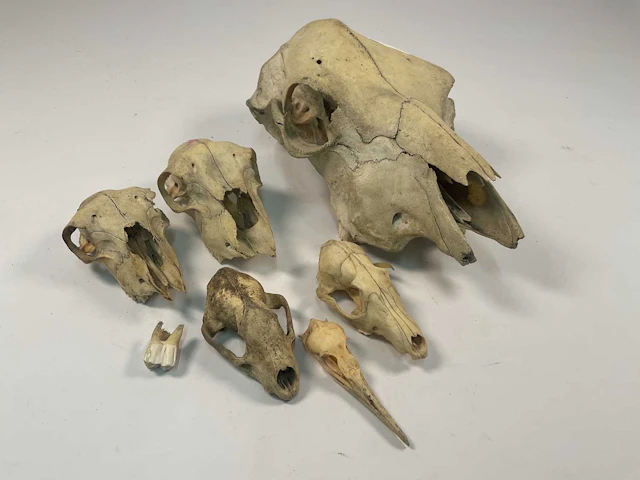 Six animal and bird skulls