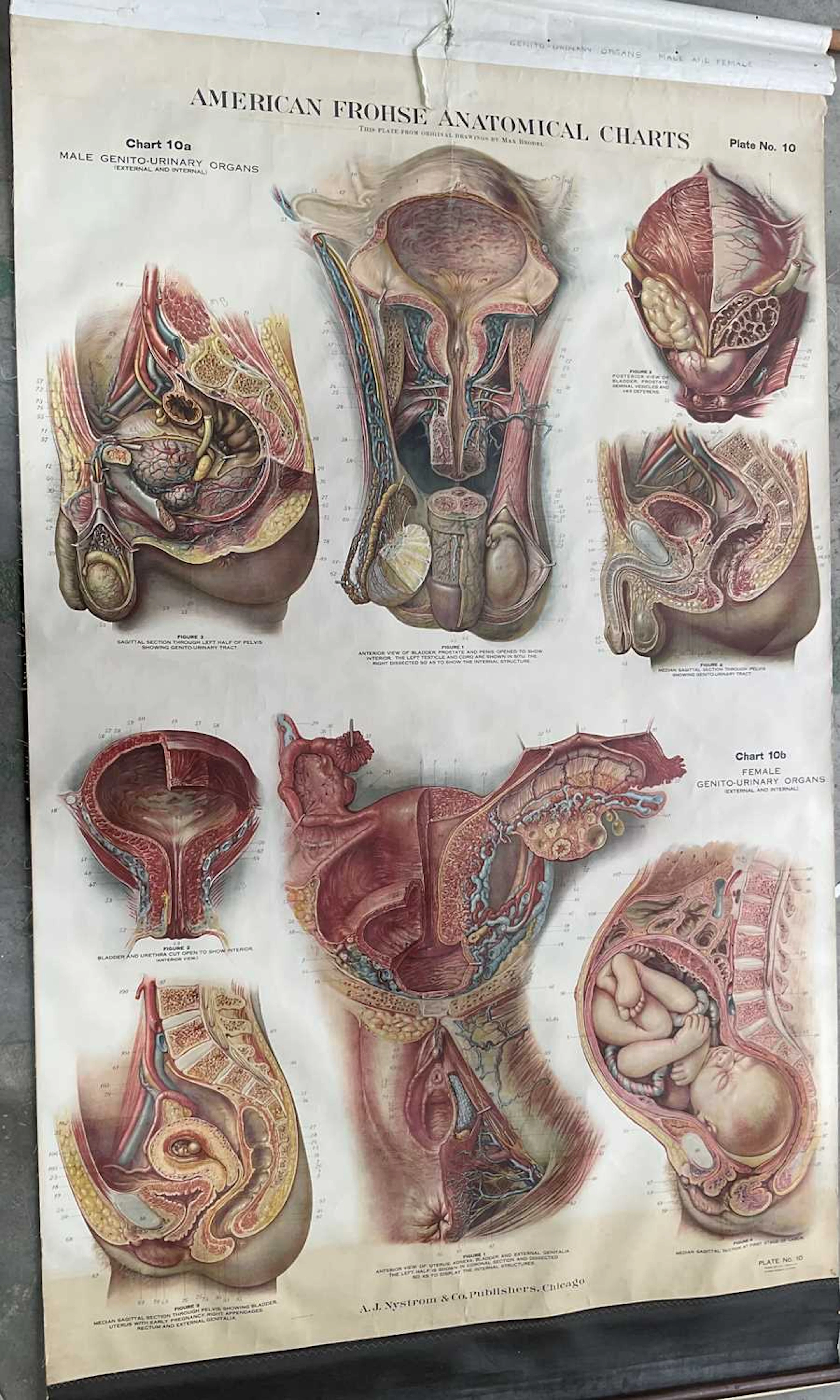 AMERICAN FROHSE ANATOMICAL CHARTS; a wall hanging diagram...