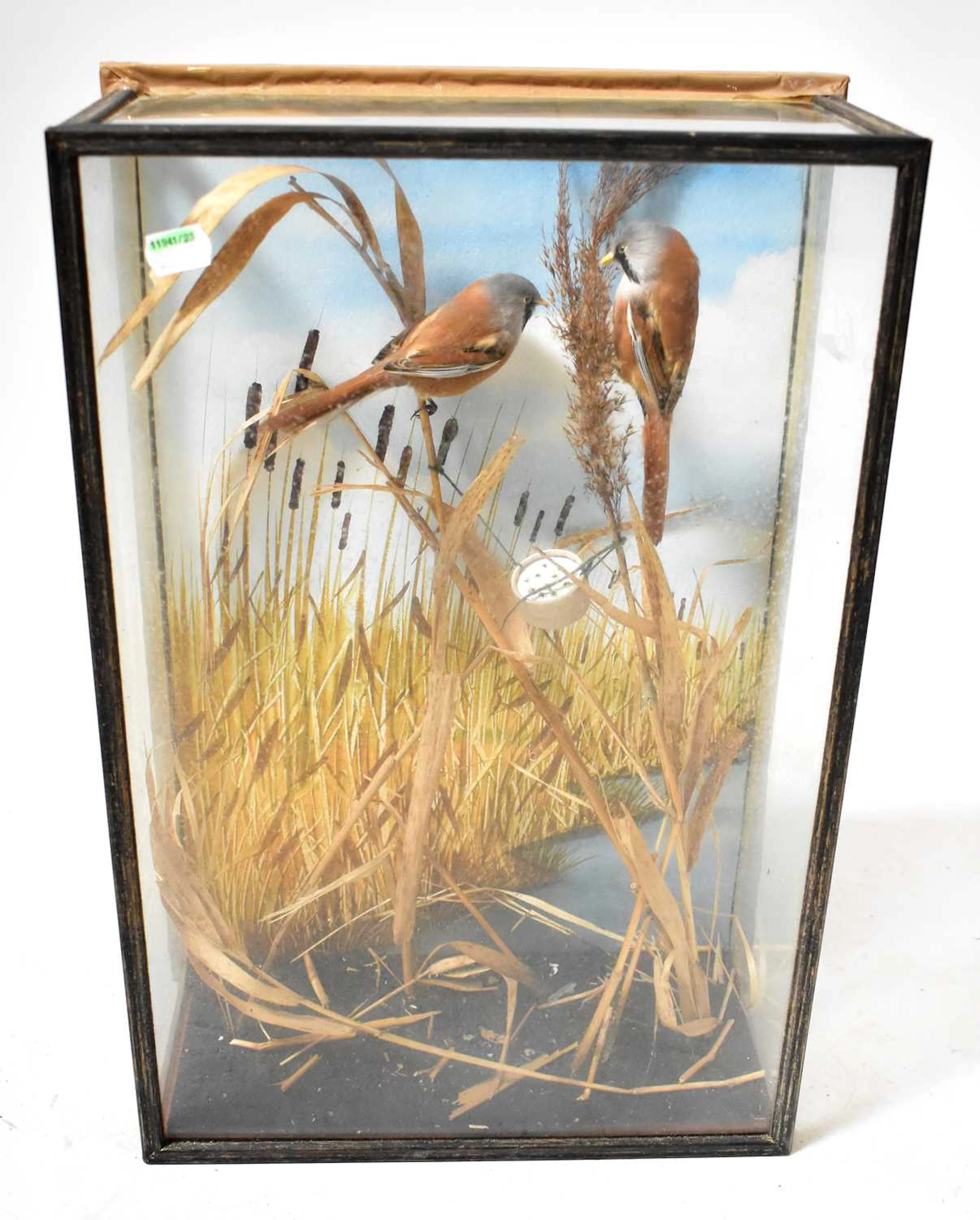 A cased taxidermy of two bearded tits (Panurus biarmicus)
