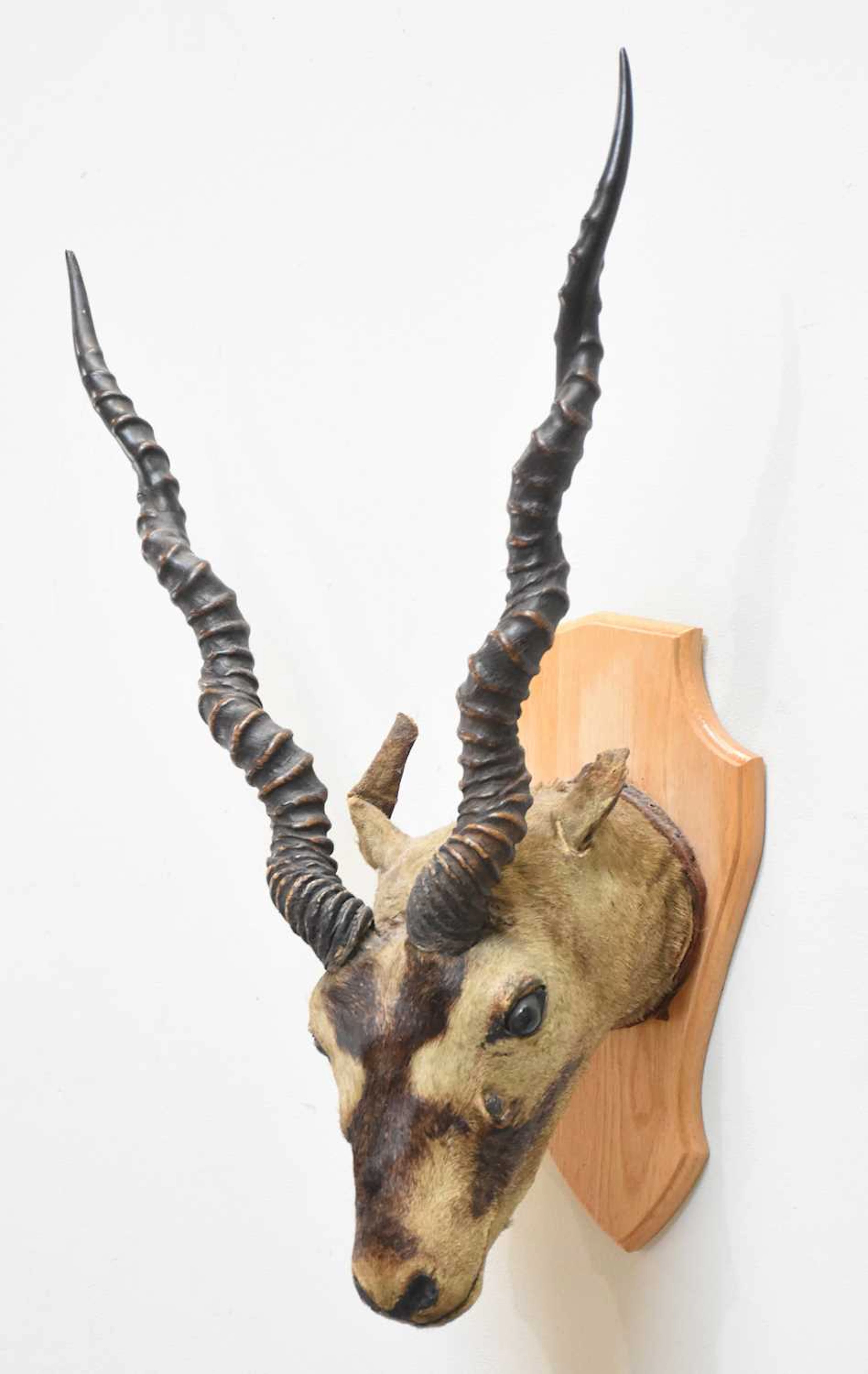 A Victorian mounted antelope head