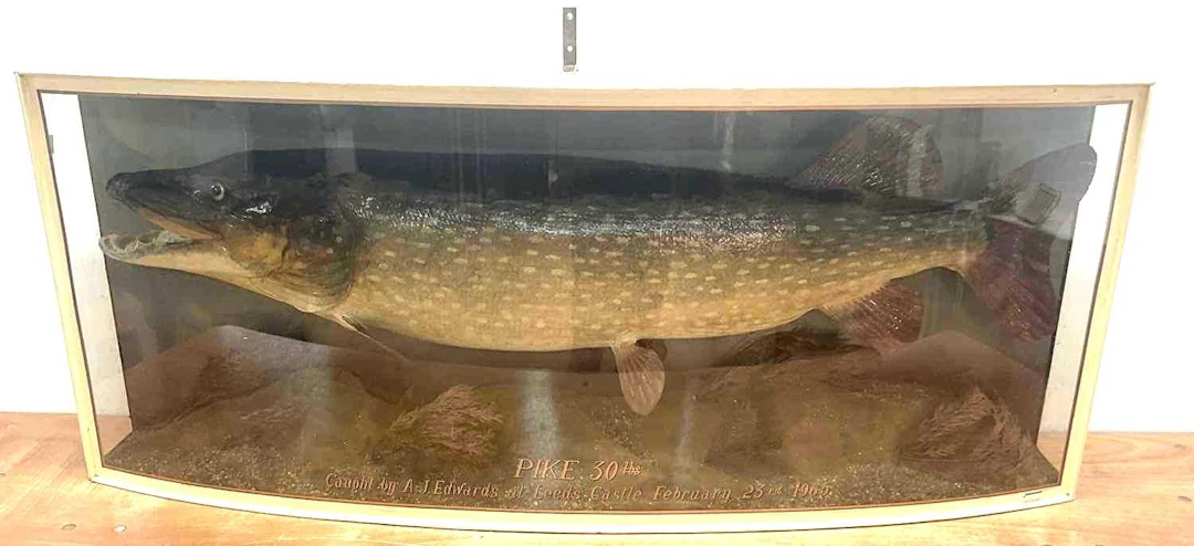 TAXIDERMY; a large 30 lb pike