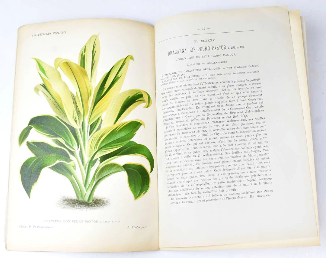L'ILLUSTRATION HORTICOLE; Monthly Revue for Greenhouses and Gardens
