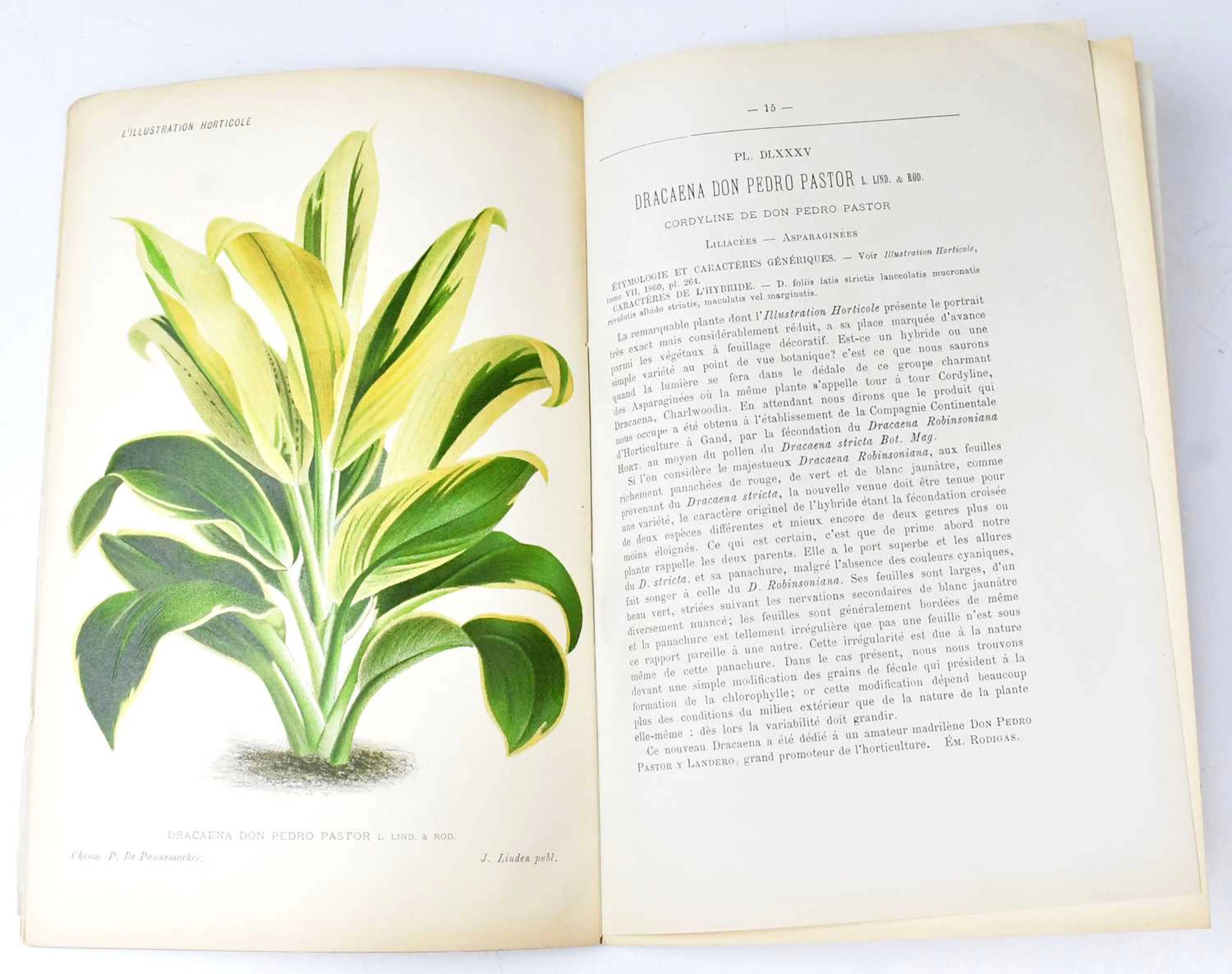 L'ILLUSTRATION HORTICOLE; Monthly Revue for Greenhouses and Gardens