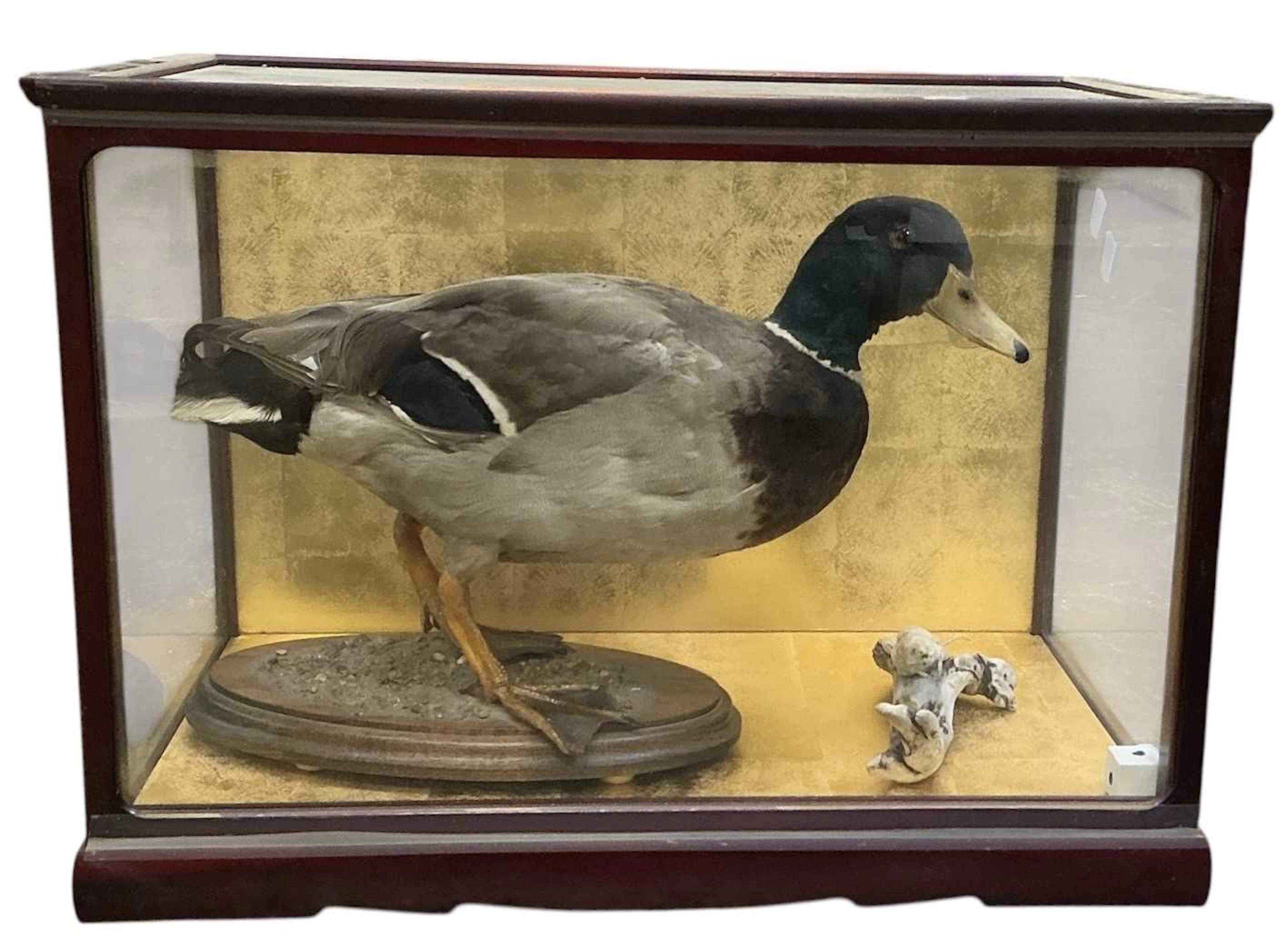 TAXIDERMY; a mallard drake duck