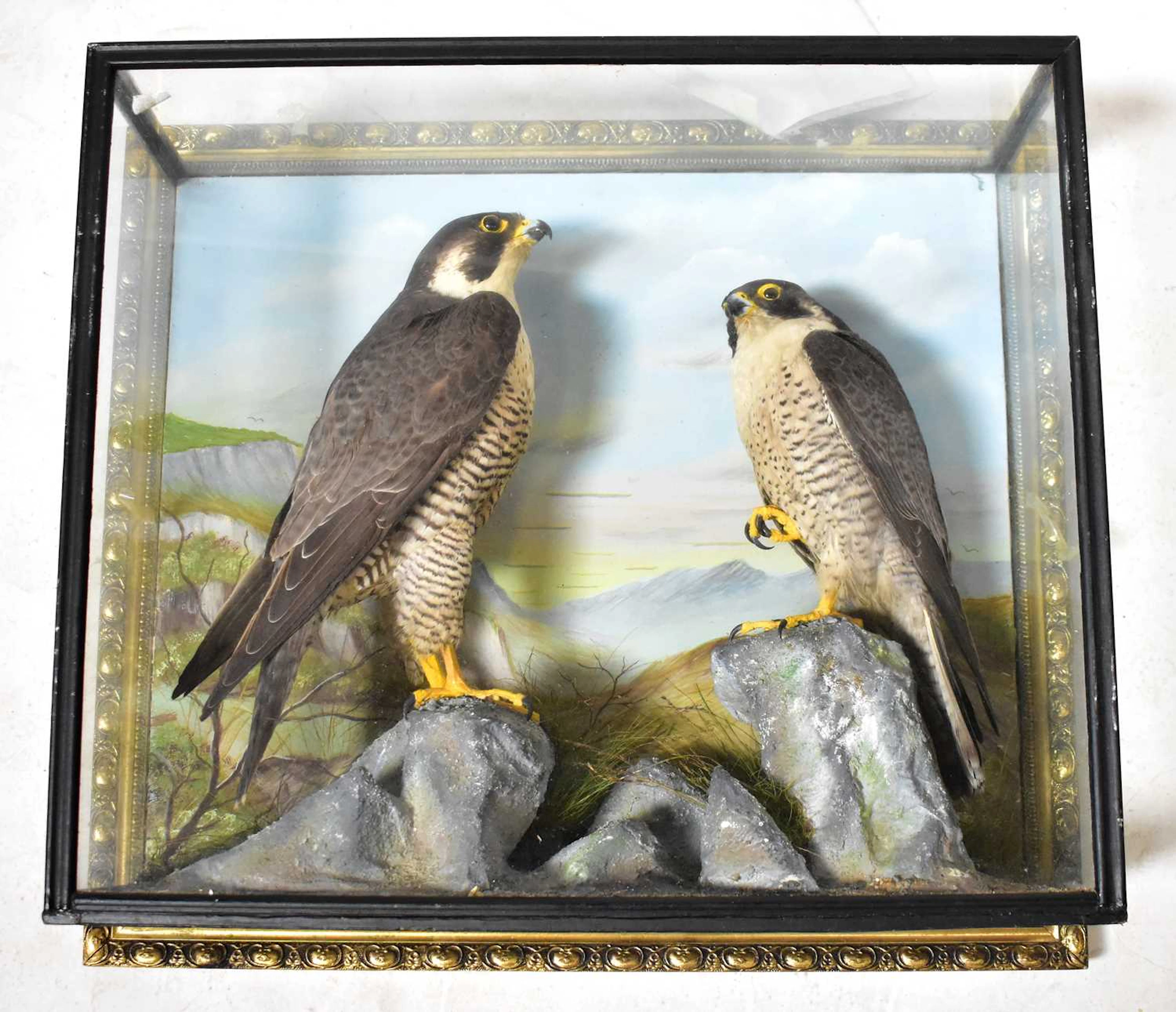 A pre-1947 cased taxidermy group of two peregrine falcons (Falco peregrinus)