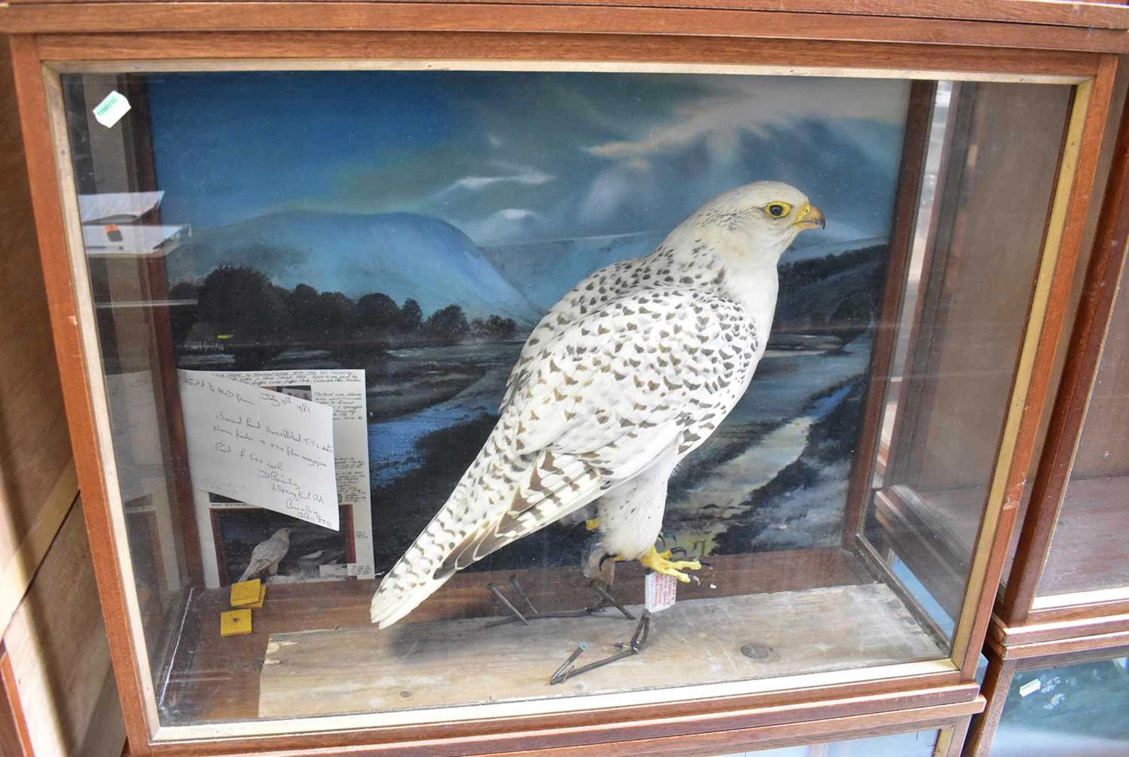 A Victorian cased taxidermy of a female gyrfalcon (Falco rusticolus)