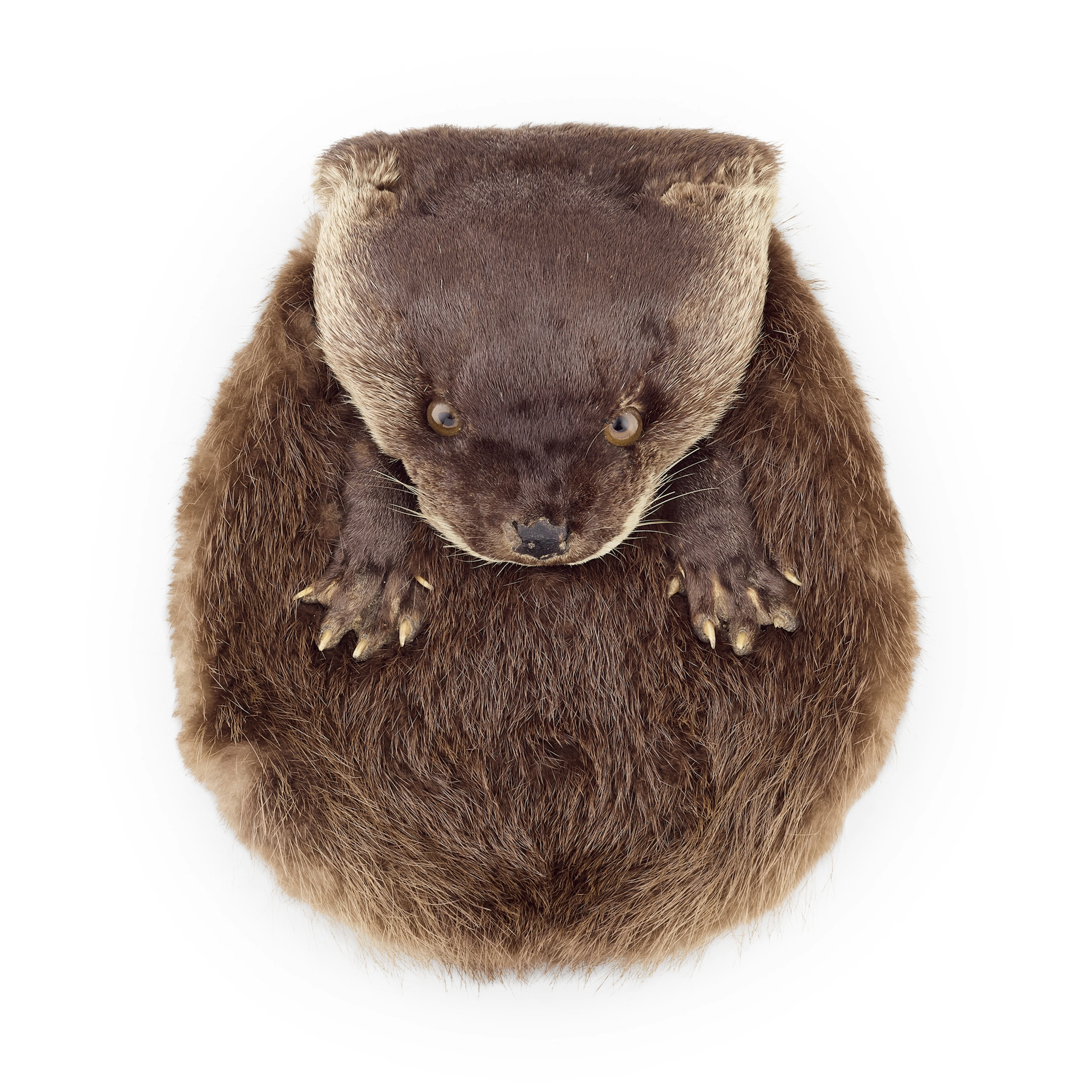 AN EARLY 20TH CENTURY OTTER MASK SPORRAN